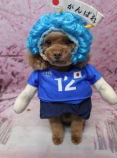 トイプードルのチョコくん♪ サッカー日本代表コス＆桜背景で春色応援フォト！
こんにちは！ 有限会社A HAPPY DOG LIFEです。本日も可愛いわんちゃんがトリミングに来てくれました♪

■ チョコくん、すっきりベアカット＆プードルチャームでおめかし

本日はトイプードルのチョコくんがトリミングに来てくれました✨

トリミング後は、体5ミリで全身をすっきり整え、四肢はふんわりした筒状シルエットにカットしました。尾は元気な印象の棒状スタイルでコンパクトに。

お顔は短めのベアカットで、黒くまんまるなおめめと、ちいさな黒いお鼻がよく見えるスタイルに♪ お耳はアゴラインで丸く仕上げ、ぬいぐるみのような優しい表情になりました。首元にはブラウンのプードルモチーフチャームをコーディネートし、毛色になじむおめかしスタイルが完成です。

■ 帽子コスチュームでサッカー日本代表を応援📸

当サロンでは、オプションをお選びいただいたわんちゃんには帽子を被った特別フォトをお撮りしています。

チョコくんには、本日行われるサッカー日本代表の試合にあわせて、青いユニフォームに身を包んだサポーター風コスチュームでおめかししてもらいました。胸には背番号「12」と日本の国旗モチーフ、さらに「がんばれ」と書かれた白い旗で応援ムード満点です。

青いウィッグ風の帽子をかぶった姿は、とってもキュートなサポーターそのもの！ 正面を向いてカメラを見つめる表情からも、「頑張れ日本！」という気持ちが伝わってくるような一枚になりました。

■ 桜モチーフ背景で春爛漫の記念フォト

撮影ブースには、淡いピンク色をベースに桜の花が咲き誇る桜モチーフ背景をセレクトしました。

ピンクの桜が一面に描かれた春らしいセットの前で、チョコくんはちょこんとおすわりポーズ。ブラウンの被毛とテディチャーム、桜背景のコントラストが映えて、春のごあいさつにも使いやすい記念フォトになりました💕

本日行われるサッカー日本代表の試合にあわせて、チョコくんと一緒に日本代表を応援しませんか？

■ わんちゃんに優しいトリミング＆毎月変わる無料フォト

当サロンでは、わんちゃん一頭一頭にしっかり時間をかけ、負担の少ない丁寧な施術を心がけています。トリマーにも無理のない頭数調整を行い、落ち着いた環境のなかでトリミングを行うことで、わんちゃんがリラックスして過ごせるよう配慮しています。

トリミング後には、毎月変わる背景セットで記念撮影を実施中です。季節に合わせた背景に、首飾りやリボン、蝶ネクタイ、帽子、洋服など、わんちゃんの可愛さを引き立てるアイテムを多数ご用意。被り物・洋服は約300着の中から、その子の雰囲気や毛色に合わせてお選びいただけます。

撮影したお写真のデータは無料でお渡ししていますので、ご家族での記念や季節のごあいさつ用のお写真として、ぜひご活用ください。

■ チョコくんの料金目安（トイプードル 5.5kg未満想定）

シャンプーコース：4,980円（税込）
シャンプーカットコース：5,980円（税込）
トリミングコース：45日以内 7,980円（税込）／46～52日 8,420円（税込）／53～59日 8,860円（税込）／60日以上 9,300円（税込）
※犬の体格・毛量・月齢・オプション内容により、所要時間・料金は変わる場合があります ※トリミングコースは前回のトリミングからの日数により料金が変動します。45日以内のご利用がお得です

========================
🐾トリマーブログはこちらから🐾
https://doging.com/category/trimmer/
========================

【有限会社A HAPPY DOG LIFE】
住所：千葉県鎌ケ谷市西道野辺8-18
営業時間：9:00～17:30
定休日：不定休
駐車場：あり
支払方法：現金、クレジットカード（VISA／Master／JCB／American Express／Diners Club）※子犬の販売に限りカード利用可
電話：047-412-9630（トリミングのお電話は16:00～17:30にお願いいたします）
FAX：047-412-9631
WEB：https://doging.com/
トリミングお問い合わせフォーム：https://doging.com/trimming-form/
LINE予約：https://line.me/ti/p/_EB9wbOr2_#~
Instagram：https://www.instagram.com/ahappydoglife1/

#トイプードル #トリミングサロン #桜フォト #千葉トリミング