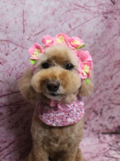 トイプードルのロンちゃん♪ 桜背景で卒業＆韓服＆お花フォト！
こんにちは！ 有限会社A HAPPY DOG LIFEです。本日も可愛いわんちゃんがトリミングに来てくれました♪

■ ロンちゃん、テディベアカット＆マイアミカットですっきりスタイル

本日はトイプードルのロンちゃんがトリミングに来てくれました✨

トリミングでは、まずハーブ歯磨きと薬用シャンプーを使用し、お口とお肌のケアからスタート。体は5ミリのバリカンで短く整えて、日常のお手入れがしやすいすっきりスタイルにしました。

四肢は足元に丸いポンポンができるマイアミカットで、メリハリのある軽やかなシルエットに。お顔はトイプードルの人気スタイルテディベアカットで、黒くまんまるなおめめとちいさな黒いお鼻がよく見える、ぬいぐるみのような表情に仕上げています。お耳はあごの長さでカットして丸く整え、全体のバランスがきれいに見えるようにデザインしました。

■ 桜背景でお花・韓服・卒業ガウンのスペシャルコスチューム📸

トリミングのあとは、お楽しみの記念撮影タイム♪

背景には、淡いピンク色の桜モチーフ背景をセレクトし、春らしいやさしい雰囲気のセットで撮影しました。

1枚目は、ピンクのお花飾りとおそろいの花柄バンダナでコーディネートした、おめかしスタイル。
2枚目は、赤い卒業ガウンと角帽にタッセルがついたキャップスタイルで、記念日のような雰囲気に。
3枚目は、ピンクとゴールドの花柄が華やかな着物風コスチューム。特別感のある一枚です。

それぞれの衣装に合わせて表情も少しずつ違い、ロンちゃんの可愛らしさがたっぷり詰まったコラージュフォトになりました💕

■ オプションご利用のわんちゃんには「帽子フォト」をご用意

当サロンでは、わんちゃん一頭一頭に時間をかけ、負担の少ない丁寧な施術を心がけています。トリマーにも無理のない頭数で予約をお取りし、落ち着いた環境のなかでトリミングを行うことで、わんちゃんがリラックスして過ごせるよう配慮しています。

トリミング後の記念撮影は、毎月変わる背景セットと、首飾り・リボン・帽子・洋服など、約300着のアイテムからその子に合うものをセレクト。ハーブ歯磨きなどのオプションをお選びいただいたわんちゃんには、帽子を被った特別フォトもお撮りしています。

撮影したお写真のデータは無料でお渡ししていますので、ご家族での記念や季節のごあいさつ用に、ぜひご利用ください。

■ ロンちゃんの料金目安（トイプードル 5.5kg未満想定）

シャンプーコース：4,980円（税込）
シャンプーカットコース：5,980円（税込）
トリミングコース：45日以内 7,980円（税込）／46～52日 8,420円（税込）／53～59日 8,860円（税込）／60日以上 9,300円（税込）
※犬の体格・毛量・月齢・オプション内容により、所要時間・料金は変わる場合があります ※トリミングコースは前回のトリミングからの日数により料金が変動します。45日以内のご利用がお得です

========================
🐾トリマーブログはこちらから🐾
https://doging.com/category/trimmer/
========================

【有限会社A HAPPY DOG LIFE】
住所：千葉県鎌ケ谷市西道野辺8-18
営業時間：9:00〜17:30
定休日：不定休
駐車場：あり
支払方法：現金／クレジットカード（子犬の販売に限り利用可）
電話：047-412-9630（トリミングのお電話は16:00〜17:30にお願いします）
WEB：https://doging.com/
トリミング予約フォーム：https://doging.com/trimming-form/
LINE予約：https://line.me/ti/p/_EB9wbOr2_#~

#トイプードル #トリミングサロン #鎌ケ谷トリミング #犬のいる暮らし #ペットフォト