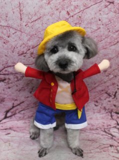 トイプードルの大福くん♪ 桜背景で春色プードルチャーム＆ルフィコスチュームフォト！
こんにちは！ 有限会社A HAPPY DOG LIFEです。本日も可愛いわんちゃんがトリミングに来てくれました♪

■ 大福くん、韓国ベアスタイル＆プードルチャームでおめかし

本日はトイプードルの大福くんがトリミングに来てくれました✨

ボディは3ミリカットで、全身をすっきりと短く整え、日常のお手入れがしやすいスタイルに。四肢は細めの筒状シルエットになるようカットし、スマートでバランスのよいラインに仕上げました。しっぽは長さを揃えて整えています。

お顔まわりは、これから少しずつ形を作っていく韓国ベアスタイルでカット。黒くまんまるな瞳と、ちいさな黒いお鼻がよく見えるように整えています。お耳はフチぎりぎりで丸くカットし、顔まわりがより強調されるデザインに。首元にはブラウンのプードルチャームをコーディネートし、大福くんのシルバーの被毛にやさしく映える、おめかしスタイルになりました♪

■ 桜モチーフ背景で春爛漫の記念フォト＆ルフィコスチューム📸

トリミングのあとは、お楽しみの記念撮影タイム♪

撮影ブースには、ピンク色をベースに桜の花が咲き誇る桜モチーフ背景をセレクトしました。枝いっぱいに広がる桜の花が描かれた背景で、やさしく春らしい雰囲気に包まれたセットです。

大福くんは桜背景の前でちょこんとおすわりし、前足をそろえてカメラを見つめてくれました。シルバーの被毛とブラウンのプードルチャーム、桜色の背景のコントラストで、春のごあいさつにも使いやすい、とっておきの一枚に仕上がっています💕

さらに、オプションをご利用いただいたわんちゃんには、帽子を被った特別フォトもお撮りしています。本日は、人気アニメの主人公をイメージしたルフィ風コスチュームで撮影しました。黄色い麦わら帽子に赤いジャケット、青いショートパンツの元気いっぱいスタイルで、両前足を少し前に伸ばしたポーズがとてもお似合いでした。

■ ハーブ歯磨きでお口のケアもプラス

大福くんは本日、トリミングとあわせてハーブ歯磨きのオプションもご利用いただきました。

サロンでのケアのタイミングにお口のお手入れをプラスしていただくことで、おうちでのケアの負担軽減にもつながります。わんちゃんの様子を見ながら優しくケアしていきますので、お口周りが気になる方はお気軽にご相談ください。

■ わんちゃんに優しいトリミング＆毎月変わる無料フォト

当サロンでは、わんちゃん一頭一頭にしっかり時間をかけ、負担の少ない丁寧な施術を心がけています。トリマーにも無理のない頭数調整を行い、落ち着いた環境のなかでトリミングを行うことで、わんちゃんがリラックスして過ごせるよう配慮しています。

トリミング後には、毎月変わる背景セットで記念撮影を実施中です。季節に合わせた背景に、首飾りやリボン、蝶ネクタイ、帽子、洋服など、わんちゃんの可愛さを引き立てるアイテムを多数ご用意。被り物・洋服は約300着の中から、その子の雰囲気や毛色に合わせてお選びいただけます。

撮影したお写真のデータは無料でお渡ししていますので、ご家族での記念や季節のごあいさつ用のお写真として、ぜひご活用ください。

■ 大福くんの料金目安（トイプードル 5.5kg未満想定）

シャンプーコース：4,980円（税込）
シャンプーカットコース：5,980円（税込）
トリミングコース：45日以内 7,980円（税込）／46～52日 8,420円（税込）／53～59日 8,860円（税込）／60日以上 9,300円（税込）
※犬の体格・毛量・月齢・オプション内容により、所要時間・料金は変わる場合があります ※トリミングコースは前回のトリミングからの日数により料金が変動します。45日以内のご利用がお得です

========================
🐾トリマーブログはこちらから🐾
https://doging.com/category/trimmer/
========================

【有限会社A HAPPY DOG LIFE】
住所：千葉県鎌ケ谷市西道野辺8-18
営業時間：9:00〜17:30
定休日：不定休
駐車場：あり
支払方法：現金、クレジットカード（子犬の販売に限りカード利用可）
電話：047-412-9630（トリミングのお電話は16:00～17:30にお願いいたします）
FAX：047-412-9631
WEBサイト：https://doging.com/
トリミングお問い合わせフォーム：https://doging.com/trimming-form/
LINE予約：https://line.me/ti/p/_EB9wbOr2_#~

#トイプードル #トリミングサロン #桜フォト #鎌ケ谷トリミング #AHAPPYDOGLIFE