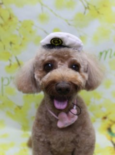 🐶《トイプードル・レオンくん》春色フラワー背景でパチリ📸
＼うさぎチャームで春のおめかしスタイル／

本日はトイプードルのレオンくんがご来店✨
やわらかなブラウンの被毛を、全身短めに整えて日常のお手入れがしやすいすっきりスタイルに仕上げました。
体のバランスを見ながらカットし、足先までコロンと丸みのあるシルエットに🐾

お顔は黒くまんまるなおめめと、ちいさな黒いお鼻がよく見えるまんまるフェイスにカット。
お口をほんのり開けて舌がちょこんと見える、にっこり笑顔のような表情です。
首元には、ピンク色のうさぎモチーフチャーム付き首飾りをコーディネートして、春らしいキュートなおめかしスタイルに🌸

トリミングのあとは、お楽しみの記念撮影タイム📸
明るいイエローをベースに、小さなお花が枝いっぱいに咲いたフラワーモチーフ背景をセットしました。
やわらかくぼかした背景で、レオンくんに自然と視線が集まる春らしい雰囲気に。
ブラウンの被毛×ピンクのうさぎチャーム×黄色いお花背景のコントラストで、春のごあいさつにもぴったりの一枚になりました。

当サロンでは、わんちゃん一頭一頭にしっかり時間をかけ、負担の少ない丁寧な施術を心がけています。
トリマーにも無理のない頭数調整を行い、落ち着いた環境のなかで、わんちゃんがリラックスして過ごせるよう配慮しています。

トリミング後は、毎月変わる背景セットで記念撮影を実施中🌼
首飾りやリボン、蝶ネクタイ、帽子、洋服など、わんちゃんの可愛さを引き立てるアイテムを多数ご用意。
被り物・洋服は約300着の中から、その子の雰囲気や毛色に合わせてお選びいただけます。
撮影したお写真のデータは無料でお渡ししていますので、ご家族での記念や季節のごあいさつ用としてぜひご活用ください。

【有限会社A HAPPY DOG LIFE】
住所：千葉県鎌ケ谷市西道野辺8-18
営業時間：9:00〜17:30
定休日：不定休
駐車場：あり
支払方法：現金、クレジットカード（子犬の販売に限りカード利用可）
電話：047-412-9630
問い合わせフォーム：https://doging.com/trimming-form/
予約（LINE）：https://line.me/ti/p/_EB9wbOr2_#~

#トイプードル #トリミングサロン #鎌ケ谷トリミング #犬のいる暮らし #ペットフォト