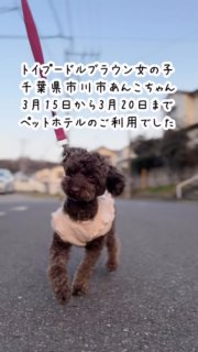 千葉県市川市トイプードルブラウンアンコちゃん、3月15日から3月20日までペットホテルでお預かりでした。お預かり中トリミングを行いました。

基本ペットホテルは子犬をお渡しした方か、定期的にトリミングをご利用頂いているお客様の犬しかお預かりしていません。
晴天時は朝夕のお散歩写真・動画をLINEで飼い主さんに送っています。

#ペットホテル
#ペットホテルお預かり中の様子
#トイプードルブラウンアンコ

#イニシャルDの一族
#語彙ウェブデザイナー