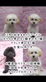 2025年12月1日生
トイプードルホワイト男の子2頭女の子1頭ブラック男の子1頭。父犬はティーカッププードルホワイト（遺伝子検査3項目クリア)
生後3ヶ月です。生後6週間から生後2ヶ月までの成長の記録はリンクしています。

出産時の様子と生後1日から生後5週間までの成長記録は少その前のリール動画に載せています。

1番目の子犬水色ゴムはティーカッププードルからタイニープードル予想のホワイト男の子。
2番目の子犬青色ゴムはティーカッププードルからタイニープードル予想のホワイト男の子
3番目の子犬はタイニープードル予想のブラック男の子。
4番目の子犬はタイニープードル予想のホワイト女の子。

#トイプードルブリーダー
#トイプードルホワイト
#トイプードルブラック

#イニシャルDの一族
#語彙ウェブデザイナー