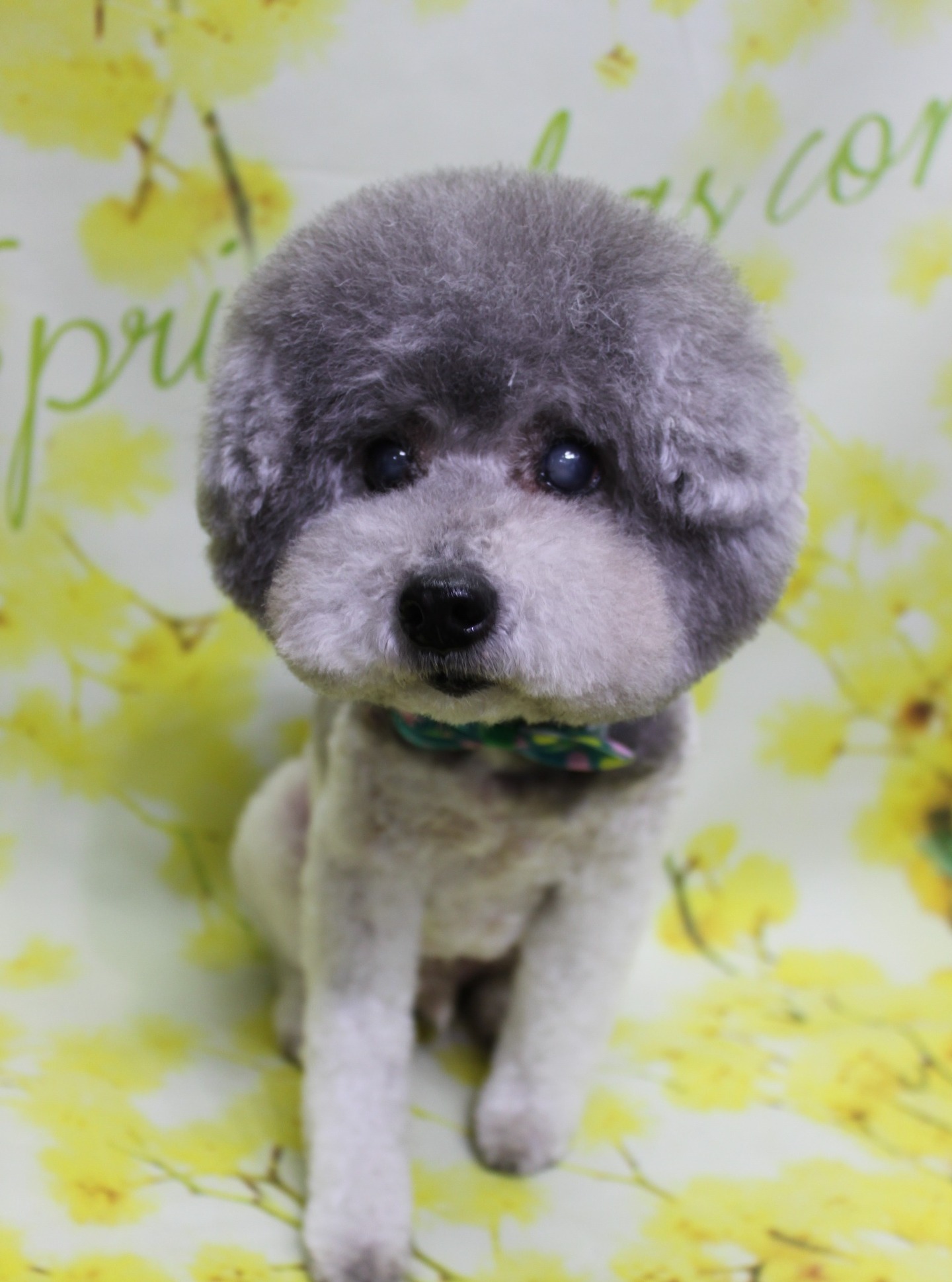 トイプードルのししまるくん♪ 春色フラワー背景でカラフルボウタイフォト！
こんにちは！ 有限会社A HAPPY DOG LIFEです。本日も可愛いわんちゃんがトリミングに来てくれました♪

■ ししまるくん、3ミリボディ＆まんまるアフロでおめかし

本日はトイプードルのししまるくんがトリミングに来てくれました✨

本日はお肌の状態に合わせて薬用シャンプーを使用し、やさしく洗い上げました。ボディは3ミリカットで日常のお手入れがしやすいすっきりスタイルに。四肢は体とのバランスを見ながら細めに整え、スタイリッシュなシルエットに仕上げています。尾は丸く整えたポンポンスタイルで、振ったときにふんわりと揺れる可愛らしいラインになりました。

お顔まわりは、丸く整えたまんまるアフロスタイルです♪ グレーの被毛を生かしつつ、目やお鼻がよく見えるようにカットし、ふわっと立体感のあるシルエットに。首元には、グリーン・ブルー・ピンクの模様が入ったカラフルな蝶ネクタイをコーディネートし、上品さと遊び心のあるおめかしスタイルになりました。

■ イエローフラワー背景で春爛漫の記念フォト📸

トリミングのあとは、お楽しみの記念撮影タイム♪

撮影ブースには、明るい黄色をベースに小さなお花とグリーンの葉が枝いっぱいに描かれたフラワーモチーフ背景をセレクトしました。全体がふんわりとぼかされたタッチで描かれており、ししまるくんの表情に自然と視線が集まる、春らしくあたたかな雰囲気のセットです。

ししまるくんは背景の前でちょこんとおすわりし、カメラをまっすぐ見つめてくれました。グレーの被毛とカラフルな蝶ネクタイ、黄色いお花の背景のコントラストで、春のごあいさつにも使いやすい、とっておきの一枚になりました💕

■ わんちゃんに優しいトリミング＆毎月変わる無料フォト

当サロンでは、わんちゃん一頭一頭にしっかり時間をかけ、負担の少ない丁寧な施術を心がけています。トリマーにも無理のない頭数調整を行い、落ち着いた環境のなかでトリミングを行うことで、わんちゃんがリラックスして過ごせるよう配慮しています。

トリミング後には、毎月変わる背景セットで記念撮影を実施中です。季節に合わせた背景に、首飾りやリボン、蝶ネクタイ、帽子、洋服など、わんちゃんの可愛さを引き立てるアイテムを多数ご用意。被り物・洋服は約300着の中から、その子の雰囲気や毛色に合わせてお選びいただけます。

撮影したお写真のデータは無料でお渡ししていますので、ご家族での記念や季節のごあいさつ用のお写真として、ぜひご活用ください。

■ ししまるくんの料金目安（トイプードル 5.5kg未満想定）

シャンプーコース：4,980円（税込）
シャンプーカットコース：5,980円（税込）
トリミングコース：45日以内 7,980円（税込）／46～52日 8,420円（税込）／53～59日 8,860円（税込）／60日以上 9,300円（税込）
※犬の体格・毛量・月齢・オプション内容により、所要時間・料金は変わる場合があります ※トリミングコースは前回のトリミングからの日数により料金が変動します。45日以内のご利用がお得です

========================
🐾トリマーブログはこちらから🐾
https://doging.com/category/trimmer/
========================

【有限会社A HAPPY DOG LIFE】
住所：千葉県鎌ケ谷市西道野辺8-18
営業時間：9:00〜17:30
定休日：不定休
駐車場：あり
支払方法：現金、クレジットカード（子犬の販売に限りカード利用可）
電話：047-412-9630
※トリミングに関するお電話は、作業中断防止のため16:00〜17:30にお願いいたします。

#トイプードル #トリミングサロン #鎌ケ谷トリミング #犬のいる暮らし #ペットフォト