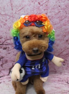 トイプードルのラフくん♪ 桜背景で春色コスチューム＆プードルチャームフォト！
こんにちは！ 有限会社A HAPPY DOG LIFEです。本日も可愛いわんちゃんがトリミングに来てくれました♪

■ ラフくん、ふんわりベアカット＆3パターンコスチュームでおめかし

本日はトイプードルのラフくんがトリミングに来てくれました✨

トリミング後のボディは、体6ミリ・四肢10ミリでバランスよくカットし、日常のお手入れがしやすいすっきりスタイルに。お顔は少しふんわり感を残したベアカットで、黒くまんまるなおめめと、ちいさな黒いお鼻がよく見えるように整えました。お耳はフチで丸く仕上げ、ころんとしたシルエットがぬいぐるみのような雰囲気です♪

さらに今回は、ハーブ歯磨きと自然流シャンプーのオプションもご利用いただきました。やさしい使い心地のシャンプーで全身を洗い上げたあと、オプションをお選びいただいた方限定の帽子コーデで記念撮影を行いました。

■ サルさん着ぐるみ・卒業ガウン・サッカー日本代表風ユニフォームで春フォト📸

撮影ブースには、淡いピンク色をベースに桜の花が一面に描かれた桜モチーフ背景をセレクト。春らしい雰囲気のなかで、ラフくんには3パターンのおめかしを楽しんでもらいました。

1枚目は、フードにお顔と耳が付いたサルさん風の着ぐるみスタイル。茶色のふわふわボディに、白いお腹の切り替えがポイントのコスチュームで、ちょこんとおすわりする姿がとてもキュートです。

2枚目は、黒い角帽とガウンを合わせた卒業式スタイル。金色のタッセル付きの帽子と、首元のプードルチャームがアクセントになり、桜背景と相まって記念日フォトのような一枚になりました。

3枚目は、虹色のウィッグと青いサッカー日本代表風ユニフォームでスポーティーにおめかし。胸には「10」の背番号、前足には小さなサッカーボールを添えて、試合を応援するような元気いっぱいのショットに仕上がりました。本日はサッカー日本代表の試合の日ということもあり、「頑張れ日本！」の気持ちを込めて撮影しています。

最後は、ふんわりベアカットにブラウンのプードルチャームを合わせたシンプルスタイルでもパチリ。桜色の背景とまんまるフェイスが映える、春のごあいさつにも使いやすい一枚になりました💕

■ ハーブ歯磨き＆自然流シャンプーで、やさしいトリミングタイム

当サロンでは、わんちゃん一頭一頭にしっかり時間をかけ、負担の少ない丁寧な施術を心がけています。今回ラフくんにご利用いただいたハーブ歯磨きは、口元に触れる練習もしながら行う、ケア兼トレーニングにもなる人気のオプションです。

シャンプーには、自然由来の成分にこだわった自然流シャンプーを使用。被毛の質感や香りを大切にしたい方にもおすすめです。

オプションをお選びいただいたわんちゃんには、帽子を使った特別コーデの写真をお撮りしています。季節の背景とあわせて、その日だけの記念フォトをぜひお楽しみください。

■ わんちゃんに優しいトリミング＆毎月変わる無料フォト

当サロンでは、トリマーにも無理のない頭数調整を行い、落ち着いた環境のなかでトリミングを実施しています。わんちゃんがリラックスして過ごせるよう、声かけや休憩をはさみながら、その子のペースに合わせて進めています。

トリミング後には、毎月変わる背景セットで記念撮影を実施中です。季節に合わせた背景に、首飾りやリボン、蝶ネクタイ、帽子、洋服など、わんちゃんの可愛さを引き立てるアイテムを多数ご用意。被り物・洋服は約300着の中から、その子の雰囲気や毛色に合わせてお選びいただけます。

撮影したお写真のデータは無料でお渡ししていますので、ご家族での記念や季節のごあいさつ用のお写真として、ぜひご活用ください。

■ ラフくんの料金目安（トイプードル 5.5kg未満想定）

シャンプーコース：4,980円（税込）
シャンプーカットコース：5,980円（税込）
トリミングコース：45日以内 7,980円（税込）／46～52日 8,420円（税込）／53～59日 8,860円（税込）／60日以上 9,300円（税込）
※犬の体格・毛量・月齢・オプション内容により、所要時間・料金は変わる場合があります ※トリミングコースは前回のトリミングからの日数により料金が変動します。45日以内のご利用がお得です

========================
🐾トリマーブログはこちらから🐾
https://doging.com/category/trimmer/
========================

有限会社A HAPPY DOG LIFE

#トイプードル #トリミングサロン #ベアカット #桜フォト #鎌ケ谷