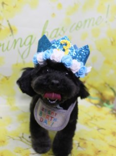 トイプードルのおチビちゃん♪ 春色フラワー背景で3歳バースデーフォト！
こんにちは！ 有限会社A HAPPY DOG LIFEです。本日も可愛いわんちゃんがトリミングに来てくれました♪

■ おチビちゃん、ハーブ歯磨き＆泥シャンプーでさっぱりケア

本日はトイプードルのおチビちゃんがトリミングに来てくれました✨

オプションでハーブ歯磨きと泥シャンプーをご利用いただき、全身さっぱりケア。トリミングでは、ボディは8ミリ仕上げで日常のお手入れがしやすい長さに整え、四肢は足元に向かってふんわり広がるブーツカットスタイルにしました。

お顔は、これから少しずつ毛を育てていきながら韓国ベアスタイルにしていく予定です。お耳は短く丸くカットし、キュッとコンパクトで愛らしいバランスに。黒いまんまるなおめめとちいさな黒いお鼻がよく見える、ぬいぐるみのような表情になりました♪

■ 春色「Spring has come!」背景で3歳お誕生日バースデーフォト📸

トリミング＆オプションケアのあとは、お楽しみの記念撮影タイム♪

撮影ブースには、明るい黄色をベースに白い小花が枝いっぱいに咲いたフラワーモチーフ背景をセレクトしました。グリーンの文字で「Spring has come!」と入った、春の訪れを感じるポップであたたかな雰囲気のセットです。

今月お誕生日月のおチビちゃんには、特別に「IT'S MY BIRTHDAY!」スタイ＆バースデー帽子でお祝いフォトを撮影しました。青いキラキラの王冠風帽子には白とブルーのお花があしらわれ、正面にはゴールドの「3」の文字がきらり。にっこり舌を出してカメラを見つめる姿から、うれしそうな雰囲気が伝わってきます。

さらに、ピンクのふわふわ帽子に三色だんご風の飾りを合わせた春スイーツコーデや、うさぎ耳付きの白い帽子＆レースのお洋服、ピンク×白チェックのお洋服に麦わら帽子など、帽子を使ったさまざまなコーデで撮影しました。背景の黄色いお花と華やかな衣装がよく映えて、とっておきのバースデーフォトがたくさん撮れました💕

※当サロンでは、オプションメニューをお選びいただいたわんちゃんに、帽子を被った特別フォトをお撮りしています ※お誕生日月のわんちゃんには、バースデー帽子でのお祝い撮影をご用意しています

■ わんちゃんに優しいトリミング＆毎月変わる無料フォト

当サロンでは、わんちゃん一頭一頭にしっかり時間をかけ、負担の少ない丁寧な施術を心がけています。トリマーにも無理のない頭数調整を行い、落ち着いた環境のなかでトリミングを行うことで、わんちゃんがリラックスして過ごせるよう配慮しています。

トリミング後には、毎月変わる背景セットで記念撮影を実施中です。季節に合わせた背景に、首飾りやリボン、蝶ネクタイ、帽子、洋服など、わんちゃんの可愛さを引き立てるアイテムを多数ご用意。被り物・洋服は約300着の中から、その子の雰囲気や毛色に合わせてお選びいただけます。

撮影したお写真のデータは無料でお渡ししていますので、ご家族での記念や季節のごあいさつ用のお写真として、ぜひご活用ください。

■ おチビちゃんの料金目安（トイプードル 5.5kg未満想定）

シャンプーコース：4,980円（税込）
シャンプーカットコース：5,980円（税込）
トリミングコース：45日以内 7,980円（税込）／46～52日 8,420円（税込）／53～59日 8,860円（税込）／60日以上 9,300円（税込）
※犬の体格・毛量・月齢・オプション内容により、所要時間・料金は変わる場合があります ※トリミングコースは前回のトリミングからの日数により料金が変動します。45日以内のご利用がお得です

おチビちゃん、3歳のお誕生日おめでとうございます！

========================
🐾トリマーブログはこちらから🐾
https://doging.com/category/trimmer/
========================

【有限会社A HAPPY DOG LIFE】
住所：千葉県鎌ケ谷市西道野辺8-18
営業時間：9:00〜17:30
定休日：不定休
駐車場：あり
支払方法：現金、クレジットカード（子犬の販売に限りカード利用可）
電話：047-412-9630
※トリミングに関するお電話は、作業中断防止のため16:00〜17:30にお願いいたします。

#トイプードル #トリミングサロン #鎌ケ谷トリミング #犬のいる暮らし #ペットフォト