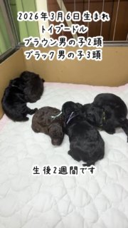 2026年3月6日生まれ、トイプードルブラウン男の子2頭ブラック男の子3頭、生後2週間の記録です。
目が少し開きました。母子共に順調に育っています

#トイプードルブリーダー
#トイプードルブラック
#トイプードルブラウン

#イニシャルDの一族
#語彙ウェブデザイナー