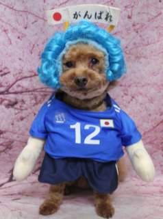 トイプードルのさだはるくん♪ 桜背景でサッカー日本代表コスチュームフォト！
こんにちは！ 有限会社A HAPPY DOG LIFEです。本日も可愛いわんちゃんがトリミングに来てくれました♪

■ さだはるくん、すっきりベアカット＆サッカー日本代表コスチュームでおめかし

本日はトイプードルのさだはるくんがトリミングに来てくれました✨

ボディは体5ミリで短めに整え、四肢はほどよい太さの筒状シルエットにカット。日常のお手入れがしやすく、足先までスッキリとしたスタイルに仕上げています。

お顔まわりは、黒いおめめとお鼻がよく見えるすっきりベアカットスタイル。お耳はフチのラインでコンパクトにカットし、キリッとしつつもぬいぐるみのような可愛らしさを引き立てました。

トリミング後は、青いユニフォームと紺色のショートパンツを合わせたサッカー日本代表風コスチュームにお着替え♪ 胸には「12」の背番号と日本の国旗が入り、頭には青いウィッグ、手には「がんばれ」の応援フラッグも。さだはるくんが、頼もしいサポーターに大変身してくれました。

■ 桜モチーフ背景で応援フォト＆オプション帽子ショット📸

撮影ブースには、淡いピンク色の桜の花が一面に描かれた桜モチーフ背景をセレクトしました。春らしいやさしい雰囲気のなか、日本代表コスチュームとのコントラストが映えるセットです。

さだはるくんは、応援フラッグと一緒にちょこんと立ちポーズを決めてくれました。少し不思議そうな表情も含めて、とても愛らしい一枚になりました💕

さらに当サロンでは、オプションメニューをお選びいただいたわんちゃんには、帽子を被った特別フォトもお撮りしています。さだはるくんも、青と黒の帽子＆青い和柄バンダナのコーデでニッコリショット♪ 舌をちょこんと出した表情がとてもチャーミングでした。

■ ハーブ歯磨きでトリミングと一緒にお口のケアも

本日は、オプションでハーブ歯磨きもご利用いただきました。

トリミングと合わせてお口のケアを行うことで、おうちでのお手入れの負担軽減にもつながります。わんちゃんの様子を見ながら優しくケアしていきますので、気になる方はお気軽にご相談ください。

■ 本日はサッカー日本代表の試合日！ 飼い主さまからの素敵なプレゼント

本日、サッカー日本代表の試合が行われます⚽

■ わんちゃんに優しいトリミング＆毎月変わる無料フォト

当サロンでは、わんちゃん一頭一頭にしっかり時間をかけ、負担の少ない丁寧な施術を心がけています。トリマーにも無理のない頭数調整を行い、落ち着いた環境のなかでトリミングを行うことで、わんちゃんがリラックスして過ごせるよう配慮しています。

トリミング後には、毎月変わる背景セットで記念撮影を実施中です。季節に合わせた背景に、首飾りやリボン、蝶ネクタイ、帽子、洋服など、わんちゃんの可愛さを引き立てるアイテムを多数ご用意。被り物・洋服は約300着の中から、その子の雰囲気や毛色に合わせてお選びいただけます。

撮影したお写真のデータは無料でお渡ししていますので、ご家族での記念や季節のごあいさつ用のお写真として、ぜひご活用ください。

■ さだはるくんの料金目安（トイプードル 5.5kg未満想定）

シャンプーコース：4,980円（税込）
シャンプーカットコース：5,980円（税込）
トリミングコース：45日以内 7,980円（税込）／46～52日 8,420円（税込）／53～59日 8,860円（税込）／60日以上 9,300円（税込）
※犬の体格・毛量・月齢・オプション内容により、所要時間・料金は変わる場合があります ※トリミングコースは前回のトリミングからの日数により料金が変動します。45日以内のご利用がお得です

========================
🐾トリマーブログはこちらから🐾
https://doging.com/category

【有限会社A HAPPY DOG LIFE】
住所：千葉県鎌ケ谷市西道野辺8-18
営業時間：9:00～17:30
定休日：不定休
駐車場：あり
支払方法：現金、クレジットカード（VISA／Master／JCB／American Express／Diners Club）※子犬の販売に限りカード利用可
電話：047-412-9630（トリミングのお電話は16:00～17:30にお願いいたします）
FAX：047-412-9631
WEB：https://doging.com/
トリミングお問い合わせフォーム：https://doging.com/trimming-form/
LINE予約：https://line.me/ti/p/_EB9wbOr2_#~
Instagram：https://www.instagram.com/ahappydoglife1/

#トイプードル #トリミングサロン #桜フォト #千葉トリミング