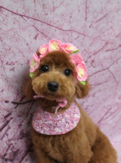 トイプードルのポムくん♪ 桜背景で春色おめかしハットフォト！
こんにちは！ 有限会社A HAPPY DOG LIFEです。本日も可愛いわんちゃんがトリミングに来てくれました♪

■ ポムくん、ベアカット＆帽子コスチュームでおめかし

本日はトイプードルのポムくんがトリミングに来てくれました✨

ボディはバリカン10ミリで整え、四肢はストンと見える筒状シルエットにカットしました。足まわりはお手入れがしやすいように、すっきりと短めに仕上げています。

お顔は、黒くまんまるなおめめと、ちいさな黒いお鼻がよく見えるベアカットスタイルです♪ 頭とお耳のラインをつなげていくデザインで、ふんわりとした丸いシルエットになるように整えています。

本日は、ハーブ歯磨きとオゾンシャワーのオプションもご利用いただきました。口まわりやお肌のケアをプラスしながら、トータルでさっぱりきれいにお手入れしています。

■ 桜モチーフ背景で春色ハットコスチュームフォト📸

トリミングのあとは、お楽しみの記念撮影タイム♪

撮影ブースには、淡いピンク色をベースに桜の枝が描かれた桜モチーフ背景をセレクトしました。ふんわり広がる桜の花が、春らしいやさしい雰囲気を演出してくれるセットです。

オプションをお選びいただいたわんちゃんには、帽子を被ったお写真をお撮りしています。ポムくんも、桜背景の前でおしゃれな帽子コスチュームにお着替えし、カメラ目線で可愛くポーズを決めてくれました。ふんわりベアカットと帽子コーデ、桜色の背景がよく映える、春のごあいさつにも使いやすい一枚になりました💕

■ わんちゃんに優しいトリミング＆毎月変わる無料フォト

当サロンでは、わんちゃん一頭一頭にしっかり時間をかけ、負担の少ない丁寧な施術を心がけています。トリマーにも無理のない頭数調整を行い、落ち着いた環境のなかでトリミングを行うことで、わんちゃんがリラックスして過ごせるよう配慮しています。

トリミング後には、毎月変わる背景セットで記念撮影を実施中です。季節に合わせた背景に、首飾りやリボン、蝶ネクタイ、帽子、洋服など、わんちゃんの可愛さを引き立てるアイテムを多数ご用意。被り物・洋服は約300着の中から、その子の雰囲気や毛色に合わせてお選びいただけます。

撮影したお写真のデータは無料でお渡ししていますので、ご家族での記念や季節のごあいさつ用のお写真として、ぜひご活用ください。

■ ポムくんの料金目安（トイプードル 5.5kg未満想定）

シャンプーコース：4,980円（税込）
シャンプーカットコース：5,980円（税込）
トリミングコース：45日以内 7,980円（税込）／46～52日 8,420円（税込）／53～59日 8,860円（税込）／60日以上 9,300円（税込）
※犬の体格・毛量・月齢・オプション内容により、所要時間・料金は変わる場合があります ※トリミングコースは前回のトリミングからの日数により料金が変動します。45日以内のご利用がお得です

========================
🐾トリマーブログはこちらから🐾
https://doging.com/category/trimmer/
========================

【有限会社A HAPPY DOG LIFE】
住所：千葉県鎌ケ谷市西道野辺8-18
営業時間：9:00〜17:30
定休日：不定休
駐車場：あり
支払方法：現金／クレジットカード（子犬の販売に限り利用可）
電話：047-412-9630（トリミングのお電話は16:00〜17:30にお願いします）
WEB：https://doging.com/
トリミング予約フォーム：https://doging.com/trimming-form/
LINE予約：https://line.me/ti/p/_EB9wbOr2_#~

#トイプードル #トリミングサロン #鎌ケ谷トリミング #犬のいる暮らし #ペットフォト