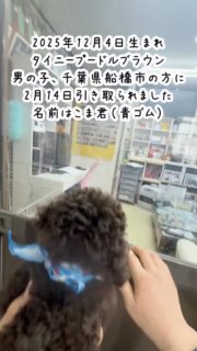 2025年12月4日生まれ、タイニープードル子犬ブラウン男の子（青ゴム）、千葉県船橋市にお住まいの方に2月14日引き取られました。2012年にシルバーのハル君をお渡ししたお客様です。
ブラウン男の子の名前はこま君。
お渡し後トリミングをご利用頂きました。

#タイニープードルブラウン
#タイニープードルブリーダー
#タイニープードル子犬

#イニシャルDの一族
#語彙ウェブデザイナー