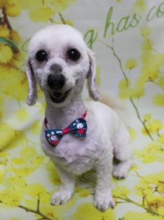 ミックス犬のもも太郎くん♪ 春色フラワー背景でうさぎチャームボウタイフォト！
こんにちは！ 有限会社A HAPPY DOG LIFEです。本日も可愛いわんちゃんがトリミングに来てくれました♪

■ もも太郎くん、全身5ミリカット＆すっきりフェイスでおめかし

本日はミックス犬のもも太郎くんがトリミングに来てくれました✨

全身は5ミリカットで、日常のお手入れがしやすいすっきりスタイルに。体のラインを見ながらバランスよく整え、毛先の質感が残るようにカットしています。

お顔まわりは、黒くまんまるなおめめと、ちいさな黒いお鼻がよく見えるようにスッキリ短めに。口もとは少し開いて白い歯や舌がちらっと見え、にっこり笑っているような表情になりました♪ お耳は垂れ耳のラインにそって耳なりにカットし、顔の横で自然に広がるシルエットに整えています。

首元には、赤いベースに青い蝶ネクタイが合わさったうさぎモチーフチャーム付きボウタイをコーディネート。青い蝶ネクタイの中央には、白いうさぎのキャラクターが描かれていて、遊び心のあるキュートなおめかしスタイルになりました。

■ イエローフラワー背景で春爛漫の記念フォト📸

トリミングのあとは、お楽しみの記念撮影タイム♪

撮影ブースには、明るい黄色をベースに、小さなお花が枝いっぱいに描かれたフラワーモチーフ背景をセレクトしました。背景はやわらかくぼかした仕上がりで、もも太郎くんに自然と視線が集まる、春らしくあたたかな雰囲気のセットです。

もも太郎くんは背景の前でちょこんとおすわりして正面を向き、カメラをまっすぐ見つめてくれました。白い被毛と赤×青のボウタイ、黄色いお花の背景のコントラストで、春のごあいさつにも使いやすい、とっておきの一枚になりました💕

■ わんちゃんに優しいトリミング＆毎月変わる無料フォト

当サロンでは、わんちゃん一頭一頭にしっかり時間をかけ、負担の少ない丁寧な施術を心がけています。トリマーにも無理のない頭数調整を行い、落ち着いた環境のなかでトリミングを行うことで、わんちゃんがリラックスして過ごせるよう配慮しています。

トリミング後には、毎月変わる背景セットで記念撮影を実施中です。季節に合わせた背景に、首飾りやリボン、蝶ネクタイ、帽子、洋服など、わんちゃんの可愛さを引き立てるアイテムを多数ご用意。被り物・洋服は約300着の中から、その子の雰囲気や毛色に合わせてお選びいただけます。

撮影したお写真のデータは無料でお渡ししていますので、ご家族での記念や季節のごあいさつ用のお写真として、ぜひご活用ください。

※ミックス犬のため、料金は大きさや毛量などから近い犬種を基準にご案内しています。詳しくはご来店時にご相談ください

========================
🐾トリマーブログはこちらから🐾
https://doging.com/category/trimmer/
========================

【有限会社A HAPPY DOG LIFE】
住所：千葉県鎌ケ谷市西道野辺8-18
営業時間：9:00〜17:30
定休日：不定休
駐車場：あり
支払方法：現金、クレジットカード（子犬の販売に限りカード利用可）
電話：047-412-9630
問い合わせフォーム：https://doging.com/trimming-form/
予約（LINE）：https://line.me/ti/p/_EB9wbOr2_#~

#ミックス犬 #トリミングサロン #鎌ケ谷トリミング #犬のいる暮らし #ペットフォト