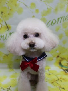 トイプードルのふわりちゃん♪ 春色フラワー背景でセーラーカラー＆赤リボンフォト！
こんにちは！ 有限会社A HAPPY DOG LIFEです。本日も可愛いわんちゃんがトリミングに来てくれました♪

■ ふわりちゃん、体6ミリのマイアミカット＆ニュアンスベアでおめかし

本日はトイプードルのふわりちゃんがトリミングに来てくれました✨

ボディは6ミリカットでマイアミスタイルにお仕上げしました。足元は動きやすく、お手入れもしやすいように整えつつ、全体のバランスを見ながらすっきりとしたシルエットにカットしています。

お顔は、丸みを残しつつ少し大人っぽい表情が出るニュアンスベアスタイルに。黒くまんまるなおめめと、優しい色合いのお鼻がよく見えるように整えました。首元には紺色のセーラーカラーに、光沢のある赤いリボンをコーディネート。上品さと可愛らしさを兼ね備えたおめかしスタイルになりました♪

■ 「spring has come」フラワーモチーフ背景で春爛漫フォト📸

トリミングのあとは、お楽しみの記念撮影タイム♪

撮影ブースには、明るい黄色をベースに、枝いっぱいに小さなお花が咲いたフラワーモチーフ背景をセレクトしました。やわらかな筆致で描かれたお花と、淡いグリーンの文字で入った「Spring」「come」のロゴが、春の訪れを感じさせるナチュラルであたたかな雰囲気のセットです。

ふわりちゃんは背景の前でちょこんとおすわりし、カメラをまっすぐ見つめてくれました。白い被毛に紺のセーラーカラーと赤いリボン、黄色いお花の背景のコントラストが映えて、春のごあいさつにも使いやすい、とっておきの一枚になりました💕

■ ハーブ歯磨きでトリミングと一緒にお口のケアも

ふわりちゃんは本日、オプションでハーブ歯磨きもご利用いただきました。

トリミングと同じタイミングでお口のケアを行うことで、ご自宅でのお手入れの負担軽減にもつながります。わんちゃんの様子を見ながら優しくケアしていきますので、気になる方はお気軽にご相談ください。

■ 帽子を被った特別フォトもお撮りします

当サロンでは、オプションメニューをお選びいただいたわんちゃんに、帽子を被った特別フォトをご用意しています。

季節や背景に合わせた帽子を多数ご用意しており、首飾りやお洋服とのコーディネートも楽しんでいただけます。いつもの記念写真に、ちょっと特別な一枚をプラスしたい方におすすめです。

■ わんちゃんに優しいトリミング＆毎月変わる無料フォト

当サロンでは、わんちゃん一頭一頭にしっかり時間をかけ、負担の少ない丁寧な施術を心がけています。トリマーにも無理のない頭数調整を行い、落ち着いた環境のなかでトリミングを行うことで、わんちゃんがリラックスして過ごせるよう配慮しています。

トリミング後には、毎月変わる背景セットで記念撮影を実施中です。季節に合わせた背景に、首飾りやリボン、蝶ネクタイ、帽子、洋服など、わんちゃんの可愛さを引き立てるアイテムを多数ご用意。被り物・洋服は約300着の中から、その子の雰囲気や毛色に合わせてお選びいただけます。

撮影したお写真のデータは無料でお渡ししていますので、ご家族での記念や季節のごあいさつ用のお写真として、ぜひご活用ください。

■ ふわりちゃんの料金目安（トイプードル 5.5kg未満想定）

シャンプーコース：4,980円（税込）
シャンプーカットコース：5,980円（税込）
トリミングコース：45日以内 7,980円（税込）／46～52日 8,420円（税込）／53～59日 8,860円（税込）／60日以上 9,300円（税込）
※犬の体格・毛量・月齢・オプション内容により、所要時間・料金は変わる場合があります ※トリミングコースは前回のトリミングからの日数により料金が変動します。45日以内のご利用がお得です

========================
🐾トリマーブログはこちらから🐾
https://doging.com/category/trimmer/
========================

【有限会社A HAPPY DOG LIFE】
住所：千葉県鎌ケ谷市西道野辺8-18
営業時間：9:00〜17:30
定休日：不定休
駐車場：あり
支払方法：現金／クレジットカード（子犬の販売に限り利用可）
電話：047-412-9630（トリミングのお電話は16:00〜17:30にお願いいたします）
WEB予約フォーム：https://doging.com/trimming-form/
LINE予約：https://line.me/ti/p/_EB9wbOr2_#~

#トイプードル #トリミングサロン #鎌ケ谷トリミング #犬のいる暮らし #ペットフォト