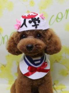 トイプードルのルネくん♪ 春の入学＆イエローハット記念フォト！
こんにちは！ 有限会社A HAPPY DOG LIFEです。本日も可愛いわんちゃんがトリミングに来てくれました♪

■ ルネくん、8ミリボディ＆ベアカットでふんわりおめかし

本日はトイプードルのルネくんがトリミングに来てくれました✨

ボディは8ミリでスッキリと整え、四肢はふんわりとした筒状スタイルに。日常のお手入れがしやすい長さを保ちながら、足先までコロンと丸みのあるシルエットになるようカットしました。

お顔は黒くまんまるなおめめと、ちいさな黒いお鼻がよく見えるベアカットスタイルです♪ これから少しずつ頭とお耳の毛をつなげていくデザインで、おしゃれなシルエットを目指して育毛中です。

本日はオプションで歯磨きと自然流シャンプーもご利用いただきました。トリミングと合わせてお口と被毛のケアができるので、さっぱり気持ちよく過ごせます。

■ 入学帽子＆セーラー襟で「新学期スタイル」フォト📸

トリミングのあとは、お楽しみの記念撮影タイム♪

1枚目は、淡いイエローのお花が描かれた背景の前で撮影しました。ルネくんは、赤い丸の中に白い模様、その下に黒い文字で「入学」と書かれた入学帽子をオン。両サイドにはピンクの桜飾りが付いていて、新学期シーズンにぴったりのスタイルです。

首元には白地に青いラインが入ったセーラー風の襟と赤いリボンを合わせ、まるで新一年生のような可愛らしいコーディネートになりました。落ち着いた表情でカメラを見つめるルネくんの「入学記念フォト」のような一枚です。

■ イエローハット＆てんとう虫フラワーリースで春爛漫フォト📸

2枚目では、明るい黄色の背景に小さなお花が枝いっぱいに描かれたフラワーモチーフ背景で撮影しました。

ルネくんは、茶色の模様が入った黄色い帽子をかぶり、首元にはグリーンの葉と小さな黄色いお花でできたフラワーリースをコーディネート。中央には赤いてんとう虫の飾りがちょこんと乗っていて、春らしいナチュラルガーデン風の装いになりました。

短めボディとまんまるフェイスに、イエローのアイテムがよく映えて、明るく元気な春フォトに仕上がりました。

■ ブルーの制服コーデでかっこいいお仕事スタイルフォト📸

3枚目は、黄色いお花の背景の前でブルーの制服コーデにお着替えして撮影しました。

ルネくんは、金色のバッジが付いた青い帽子と、黒いベルト＆金ボタンが付いた警察風ウェアを着用。きちんと感のあるデザインで、凛々しい雰囲気の「お仕事スタイル」フォトになりました。

当サロンでは、オプションをお選びいただいたわんちゃんに、帽子を被った特別フォトをお撮りしています。季節や背景に合わせた帽子やコスチュームをご用意しておりますので、記念日や節目のタイミングにぜひご利用ください。

■ わんちゃんに優しいトリミング＆毎月変わる無料フォト

当サロンでは、わんちゃん一頭一頭にしっかり時間をかけ、負担の少ない丁寧な施術を心がけています。トリマーにも無理のない頭数調整を行い、落ち着いた環境のなかでトリミングを行うことで、わんちゃんがリラックスして過ごせるよう配慮しています。

トリミング後には、毎月変わる背景セットで記念撮影を実施中です。季節に合わせた背景に、首飾りやリボン、蝶ネクタイ、帽子、洋服など、わんちゃんの可愛さを引き立てるアイテムを多数ご用意。被り物・洋服は約300着の中から、その子の雰囲気や毛色に合わせてお選びいただけます。

撮影したお写真のデータは無料でお渡ししていますので、ご家族での記念や季節のごあいさつ用のお写真として、ぜひご活用ください。

■ ルネくんの料金目安（トイプードル 5.5kg未満想定）

シャンプーコース：4,980円（税込）
シャンプーカットコース：5,980円（税込）
トリミングコース：45日以内 7,980円（税込）／46～52日 8,420円（税込）／53～59日 8,860円（税込）／60日以上 9,300円（税込）
※犬の体格・毛量・月齢・オプション内容により、所要時間・料金は変わる場合があります ※トリミングコースは前回のトリミングからの日数により料金が変動します。45日以内のご利用がお得です

========================
🐾トリマーブログはこちらから🐾
https://doging.com/category/trimmer/
========================

【有限会社A HAPPY DOG LIFE】
住所：千葉県鎌ケ谷市西道野辺8-18
営業時間：9:00〜17:30
定休日：不定休
駐車場：あり
支払方法：現金／クレジットカード（子犬の販売に限り利用可）
電話：047-412-9630（トリミングのお電話は16:00〜17:30にお願いいたします）
WEB予約フォーム：https://doging.com/trimming-form/
LINE予約：https://line.me/ti/p/_EB9wbOr2_#~

#トイプードル #トリミングサロン #鎌ケ谷トリミング #犬のいる暮らし #ペットフォト