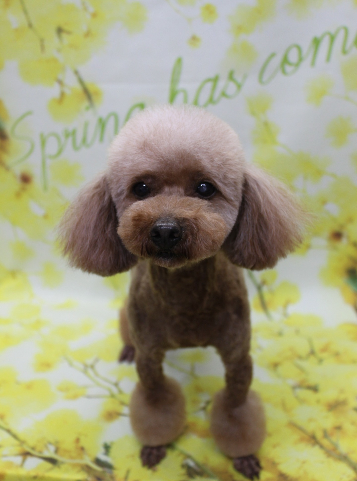 トイプードルのコチュ♪ 春色フラワー背景で「Spring has come」マイアミカットフォト！
こんにちは！ 有限会社A HAPPY DOG LIFEです。

全身のボディは3ミリカットで、日常のお手入れがしやすいすっきりスタイルに。足先にはバリカンを入れてから足首部分にポンポンを残すマイアミカットに仕上げ、後ろ足・前足ともに丸いシルエットが引き立つように整えました。

お顔は、黒くまんまるなおめめと、ちいさな黒いお鼻がよく見えるベアカットスタイルです♪ 頭部はふんわり丸く整え、耳は顔の横で自然に垂れるラインを生かしてカット。メリハリのあるボディと、ぬいぐるみのような表情のバランスがとれた、おめかしスタイルになりました。

■ 「Spring has come」フラワーモチーフ背景で春爛漫フォト📸

トリミングのあとは、お楽しみの記念撮影タイム♪

撮影ブースには、明るい黄色をベースに、淡い黄色の小花がふんわり描かれたフラワーモチーフ背景をセレクトしました。背景上部には、グリーンの文字で「Spring has come」と入っており、春の訪れを感じさせるポップであたたかな雰囲気のセットです。

コチュは背景の前でちょこんと立ち姿を見せてくれ、カメラをまっすぐ見つめてくれました。レッドの被毛とマイアミカットのポンポン足、黄色いお花の背景のコントラストで、春のごあいさつにも使いやすい、とっておきの一枚になりました💕

■ わんちゃんに優しいトリミング＆毎月変わる無料フォト

当サロンでは、わんちゃん一頭一頭にしっかり時間をかけ、負担の少ない丁寧な施術を心がけています。トリマーにも無理のない頭数調整を行い、落ち着いた環境のなかでトリミングを行うことで、わんちゃんがリラックスして過ごせるよう配慮しています。

トリミング後には、毎月変わる背景セットで記念撮影を実施中です。季節に合わせた背景に、首飾りやリボン、蝶ネクタイ、帽子、洋服など、わんちゃんの可愛さを引き立てるアイテムを多数ご用意。被り物・洋服は約300着の中から、その子の雰囲気や毛色に合わせてお選びいただけます。

撮影したお写真のデータは無料でお渡ししていますので、ご家族での記念や季節のごあいさつ用のお写真として、ぜひご活用ください。

■ コチュの料金目安（トイプードル 5.5kg未満想定）

シャンプーコース：4,980円（税込）
シャンプーカットコース：5,980円（税込）
トリミングコース：45日以内 7,980円（税込）／46～52日 8,420円（税込）／53～59日 8,860円（税込）／60日以上 9,300円（税込）
※犬の体格・毛量・月齢・オプション内容により、所要時間・料金は変わる場合があります ※トリミングコースは前回のトリミングからの日数により料金が変動します。45日以内のご利用がお得です

========================
🐾トリマーブログはこちらから🐾
https://doging.com/category/trimmer/
========================

【有限会社A HAPPY DOG LIFE】
住所：千葉県鎌ケ谷市西道野辺8-18
営業時間：9:00〜17:30
定休日：不定休
駐車場：あり
支払方法：現金、クレジットカード（子犬の販売に限りカード利用可）
電話：047-412-9630
※トリミングに関するお電話は、作業中断防止のため16:00〜17:30にお願いいたします。

#トイプードル #トリミングサロン #鎌ケ谷トリミング #犬のいる暮らし #ペットフォト