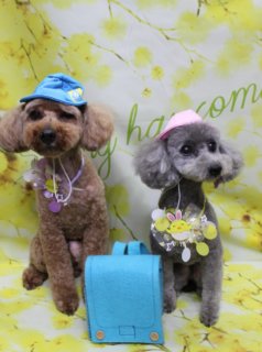 トイプードルのロビンくん＆コアラちゃん♪ 春色フラワー背景でランドセル帽子ツーショットフォト！
こんにちは！ 有限会社A HAPPY DOG LIFEです。本日も可愛いわんちゃんたちがトリミングに来てくれました♪

■ ロビンくん＆コアラちゃん、ランドセル＆帽子コーデでおめかし

本日はトイプードルのロビンくん＆コアラちゃんがトリミングに来てくれました✨

ロビンくんは、体3ミリカット足は8ミリで、日常のお手入れがしやすいすっきりスタイルに。お顔は黒いおめめとちいさな黒いお鼻がよく見えるベアカットで、耳はあごラインに合わせて丸く整えました。しっぽは太めの棒状カットで、コロンとしたシルエットが引き立つスタイルです。

コアラちゃんは、体5ミリカットで、四肢はまっすぐきれいな筒状シルエットに。お顔はロビンくん同様ベアカットで、耳は短く丸く整え、幼い印象のキュートなお顔立ちになりました。

トリミングのあとは、ロビンくんは青い帽子＆ランドセル風リュック、コアラちゃんはピンクの帽子でおめかし♪ 首元には、ロビンくんは紫のリボンに星モチーフの飾りが付いた首飾りを、コアラちゃんは黄色いリボンにうさぎ＆ひよこモチーフが付いた首飾りを合わせました。春の門出をイメージした、元気いっぱいのスクール風コーデになりました。

■ 「happy come」フラワーモチーフ背景で春爛漫ツーショット記念フォト📸

記念撮影ブースには、明るい黄色をベースに小さなお花が咲き広がるフラワーモチーフ背景をセレクトしました。背景にはグリーンの文字で「happy come」と入っていて、春の訪れを感じるポップであたたかな雰囲気のセットです。

ロビンくんとコアラちゃんは、並んでちょこんとおすわりしてカメラを見つめてくれました。青とピンクの帽子、ランドセル風リュック、カラフルな首飾り、黄色いお花の背景のコントラストで、春のごあいさつや入園・入学シーズンのご報告にもぴったりな、とっておきのツーショットになりました💕

■ 泥シャンプー＆ハーブ歯磨きでしっとり＆さわやかケア

ロビンくんは本日、泥シャンプーとハーブ歯磨きのオプションをご利用いただきました。泥シャンプーで被毛をやさしく洗い上げることで、しっとりとした質感とふんわり感のある仕上がりに。ハーブ歯磨きでお口の中もさっぱりケアし、トリミングと一緒に全身のお手入れを行いました。

コアラちゃんは、泥シャンプーのオプションをご利用いただきました。全身のカットと合わせて、汚れをやさしく落としながら、手触りのよいふわふわな被毛に整えています。

当サロンでは、わんちゃんの様子を見ながら負担の少ない範囲でオプションケアを行っています。気になる方は、トリミングの際にぜひご相談ください。

■ オプションご利用のわんちゃん限定！ 帽子を被った特別フォト

当サロンでは、オプションメニューをお選びいただいたわんちゃんには、帽子を被った特別フォトもお撮りしています。

季節や背景に合わせた帽子を多数ご用意しており、ランドセル風リュックやリボン、チャームなどと組み合わせて、思い出に残る一枚をお作りします。ご家族の記念や季節のごあいさつ用のお写真として、ぜひご活用ください。

■ わんちゃんに優しいトリミング＆毎月変わる無料フォト

当サロンでは、わんちゃん一頭一頭にしっかり時間をかけ、負担の少ない丁寧な施術を心がけています。トリマーにも無理のない頭数調整を行い、落ち着いた環境のなかでトリミングを行うことで、わんちゃんがリラックスして過ごせるよう配慮しています。

トリミング後には、毎月変わる背景セットで記念撮影を実施中です。季節に合わせた背景に、首飾りやリボン、蝶ネクタイ、帽子、洋服など、わんちゃんの可愛さを引き立てるアイテムを多数ご用意。被り物・洋服は約300着の中から、その子の雰囲気や毛色に合わせてお選びいただけます。

撮影したお写真のデータは無料でお渡ししていますので、ご家族での記念や季節のごあいさつ用のお写真として、ぜひご活用ください。

■ ロビンくん＆コアラちゃんの料金目安（トイプードル 5.5kg未満想定）

シャンプーコース：4,980円（税込）
シャンプーカットコース：5,980円（税込）
トリミングコース：45日以内 7,980円（税込）／46～52日 8,420円（税込）／53～59日 8,860円（税込）／60日以上 9,300円（税込）
※犬の体格・毛量・月齢・オプション内容により、所要時間・料金は変わる場合があります ※トリミングコースは前回のトリミングからの日数

【有限会社A HAPPY DOG LIFE】
住所：千葉県鎌ケ谷市西道野辺8-18
営業時間：9:00〜17:30
定休日：不定休
駐車場：あり
支払方法：現金、クレジットカード（VISA・Master・JCB・American Express・Diners Club）※子犬販売のみカード利用可
電話：047-412-9630（トリミングに関するお電話は16:00〜17:30にお願いいたします）

#トイプードル #トリミングサロン #鎌ケ谷トリミング #犬のいる暮らし #A_HAPPY_DOG_LIFE