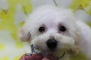 12/1生まれトイプードルの子犬たち♪ 春色フラワー背景でお顔アップフォト！
こんにちは！ 有限会社A HAPPY DOG LIFEです。ブリーダー直営の当店で生まれた、可愛いトイプードルの子犬たちをご紹介します♪

■ 12/1生まれのトイプードル兄妹のご紹介

当店で2025年12月1日に生まれたトイプードルの子犬たちです。

トイプードル・ホワイトの男の子（水色ゴム）
トイプードル・ホワイトの男の子（青ゴム）
トイプードル・ブラックの男の子
トイプードル・ホワイトの女の子
ふわふわのホワイトの子は、まだ幼さの残るまんまるベビーフェイスで、つぶらな黒いおめめとちいさな黒いお鼻がチャームポイント。ブラックの男の子も、くりくりとした瞳と、コロンと丸いシルエットが愛らしい一頭です。

■ 春色フラワーモチーフ背景で、お顔アップの記念フォト📸

撮影ブースには、黄色い小花とグリーンが描かれたフラワーモチーフ背景をセレクトしました。明るいイエローの背景に、ところどころ小さなお花が咲いたようなデザインで、子犬たちのあどけない表情を引き立ててくれます。

ホワイトの男の子たちは、短めに整えた被毛でお顔がより丸く見えるスタイル。水色や青いゴムを首元に付けて、それぞれの個性が分かりやすいようにしています。ブラックの男の子とホワイトの女の子も、優しく支えられながらカメラを見つめてくれて、とても可愛いお顔アップショットになりました。

※子犬の販売状況・見学予約などの詳細は、お電話またはお問い合わせフォームよりお気軽にご相談ください

【有限会社A HAPPY DOG LIFE】
住所：千葉県鎌ケ谷市西道野辺8-18
営業時間：9:00〜17:30
定休日：不定休
駐車場：あり
支払方法：現金、クレジットカード（子犬の販売に限りカード利用可）
電話：047-412-9630
※日中のトリミング中は作業の中断になるため、お電話は16:00〜17:30にお願いいたします。

#トイプードル #トリミングサロン #鎌ケ谷 #犬のいる暮らし #ペットフォト