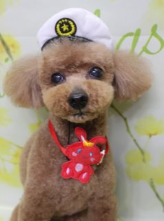 トイプードルのモコくん♪ 春色フラワー背景でうさぎチャーム＆セーラー帽フォト！
こんにちは！ 有限会社A HAPPY DOG LIFEです。本日も可愛いわんちゃんがトリミングに来てくれました♪

■ モコくん、すっきりボディ＆うさぎチャームでおめかし

本日はトイプードルのモコくんがトリミングに来てくれました✨

やわらかなブラウンの被毛は、体は6ミリで全身を短めにカットし、四肢はすっきりとした筒状シルエットにお仕上げしました。日常のお手入れがしやすく、清潔感のあるスタイルです。

お顔まわりは、黒くまんまるなおめめと、ちいさな黒いお鼻がよく見えるベアカットスタイル♪ お耳はフチに沿ってカットし、輪郭がきれいに見えるように整えています。尾は短めの棒状スタイルで、ちょこんと揺れる姿がとてもキュートです。

首元には赤いリボンを合わせ、中央には黄色い王冠をかぶった赤いうさぎモチーフチャームをコーディネート。青いおめめやピンクの模様がアクセントになり、モコくんのブラウンの被毛によく映えるおめかしスタイルになりました。

■ セーラー帽＆春色フラワー背景で記念フォト📸

オプションメニューをご利用いただいたモコくんには、特別に帽子を被った記念写真もお撮りしました。

頭には、金色のエンブレムが付いた白いセーラー風キャップ帽子をオン。星と円の刺しゅうがきちんと感を添えてくれて、赤いリボン＆うさぎチャームとの組み合わせで、少しおすまししたお出かけコーデになりました。

撮影ブースには、淡いイエローをベースに、白や黄色の小さなお花が広がる春色フラワーモチーフ背景をセレクト。明るくやさしい雰囲気のなか、モコくんは正面を向いてちょこんとおすわりし、カメラをまっすぐ見つめてくれました。ブラウンの被毛に赤いアクセサリー、セーラー帽とお花背景のコントラストで、春のごあいさつにも使いやすい、とっておきの一枚になりました💕

■ ハーブ歯磨きでお口のケアもプラス

モコくんは本日、オプションでハーブ歯磨きもご利用いただきました。

トリミングとあわせてお口のケアを行うことで、ご自宅での歯みがきの負担軽減や、日頃のケアのきっかけづくりにもつながります。わんちゃんの様子を見ながら、無理のない範囲で優しくケアしていきますので、気になる方はお気軽にご相談ください。

■ わんちゃんに優しいトリミング＆帽子フォト付きオプション

当サロンでは、わんちゃん一頭一頭にしっかり時間をかけ、負担の少ない丁寧な施術を心がけています。トリマーにも無理のない頭数調整を行い、落ち着いた環境のなかでトリミングを行うことで、わんちゃんがリラックスして過ごせるよう配慮しています。

トリミング後には、毎月変わる背景セットで記念撮影を実施中です。季節に合わせた背景に、首飾りやリボン、蝶ネクタイ、帽子、洋服など、わんちゃんの可愛さを引き立てるアイテムを多数ご用意。被り物・洋服は約300着の中から、その子の雰囲気や毛色に合わせてお選びいただけます。

また、オプションメニューをお選びいただいたわんちゃんには、帽子を被った特別フォトもお撮りしています。季節や背景に合わせた帽子をご用意しておりますので、ぜひ記念にご利用ください。

撮影したお写真のデータは無料でお渡ししていますので、ご家族での記念や季節のごあいさつ用のお写真として、ぜひご活用ください。

■ モコくんの料金目安（トイプードル 5.5kg未満想定）

シャンプーコース：4,980円（税込）
シャンプーカットコース：5,980円（税込）
トリミングコース：45日以内 7,980円（税込）／46～52日 8,420円（税込）／53～59日 8,860円（税込）／60日以上 9,300円（税込）
※犬の体格・毛量・月齢・オプション内容により、所要時間・料金は変わる場合があります ※トリミングコースは前回のトリミングからの日数により料金が変動します。45日以内のご利用がお得です

========================
🐾トリマーブログはこちらから🐾
https://doging.com/category/trimmer/
========================

【有限会社A HAPPY DOG LIFE】
住所：千葉県鎌ケ谷市西道野辺8-18
営業時間：9:00〜17:30
定休日：不定休
駐車場：あり
支払方法：現金、クレジットカード（VISA／Master／JCB／American Express／Diners Club）※子犬の販売に限りカード利用可
電話：047-412-9630（トリミングのお電話は16:00～17:30にお願いします）
FAX：047-412-9631
WEB：https://doging.com/

#トイプードル #トリミングサロン #鎌ケ谷トリミング #ペットフォト #AHAPPYDOGLIFE