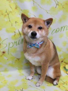 豆柴の茶太郎くん♪ 春色フラワー背景でブルーボウタイフォト！
こんにちは！ 有限会社A HAPPY DOG LIFEです。本日も可愛いわんちゃんがトリミングに来てくれました♪

■ 茶太郎くん、シャンプーカットですっきりスタイルにおめかし

本日は豆柴の茶太郎くんがトリミングに来てくれました✨

トリミングコースでは、まずしっかりとシャンプーをして被毛とお肌をやさしく洗い上げ、その後全身をバランスよくシャンプーカットで整えました。柴犬らしいきれいな毛並みを生かしつつ、日常のお手入れがしやすいように、首まわりやお尻まわりなどのもつれやすい部分はスッキリとカットしています。

お顔まわりは、黒くまんまるな瞳とちいさな黒いお鼻がよく見えるように整え、キリッとしつつも優しい表情に。ピンと立ったお耳と、赤茶色と白のコントラストがきれいな被毛が引き立つ、さわやかな仕上がりになりました。

首元には、水色ベースに白いお花柄と赤いハート柄が入ったブルーの蝶ネクタイをコーディネート。和の雰囲気も感じる茶太郎くんに、ポップでかわいらしいアクセントが加わった、おめかしスタイルです♪

■ 「Spring com」フラワーモチーフ背景で春爛漫の記念フォト📸

トリミングのあとは、お楽しみの記念撮影タイム♪

撮影ブースには、明るい黄色をベースに、細い枝に小さなお花が咲きほころぶフラワーモチーフ背景をセレクトしました。背景左側にはグリーンの筆記体で「Spring」、右側には「com」の文字が入り、春の訪れを感じさせるポップであたたかな雰囲気のセットです。

茶太郎くんは背景の前で前足をそろえてちょこんとおすわりし、カメラをまっすぐ見つめてくれました。赤茶色と白の被毛に、水色の蝶ネクタイ、黄色いお花の背景のコントラストがよく映えて、春のごあいさつにも使いやすい、とっておきの一枚になりました💕

■ わんちゃんに優しいトリミング＆毎月変わる無料フォト

当サロンでは、わんちゃん一頭一頭にしっかり時間をかけ、負担の少ない丁寧な施術を心がけています。トリマーにも無理のない頭数調整を行い、落ち着いた環境のなかでトリミングを行うことで、わんちゃんがリラックスして過ごせるよう配慮しています。

トリミング後には、毎月変わる背景セットで記念撮影を実施中です。季節に合わせた背景に、首飾りやリボン、蝶ネクタイ、帽子、洋服など、わんちゃんの可愛さを引き立てるアイテムを多数ご用意。被り物・洋服は約300着の中から、その子の雰囲気や毛色に合わせてお選びいただけます。

撮影したお写真のデータは無料でお渡ししていますので、ご家族での記念や季節のごあいさつ用のお写真として、ぜひご活用ください。

■ 茶太郎くんの料金目安（柴犬想定）

シャンプーコース：5,600円（税込）
シャンプーカットコース：6,600円（税込）
トリミングコース：一律 7,400円（税込）
※犬の体格・毛量・月齢・オプション内容により、所要時間・料金は変わる場合があります ※柴犬のトリミングコースは前回からの日数にかかわらず一律料金です

========================
🐾トリマーブログはこちらから🐾
https://doging.com/category/trimmer/
========================

【有限会社A HAPPY DOG LIFE】
住所：千葉県鎌ケ谷市西道野辺8-18
営業時間：9:00〜17:30
定休日：不定休
駐車場：あり
支払方法：現金、クレジットカード（VISA／Master／JCB／American Express／Diners Club）※子犬の販売に限りカード利用可
電話：047-412-9630（トリミングのお電話は16:00～17:30にお願いします）
FAX：047-412-9631
WEB：https://doging.com/

#豆柴 #トリミングサロン #鎌ケ谷トリミング #ペットフォト #AHAPPYDOGLIFE