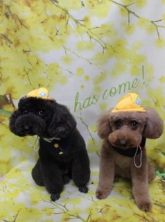 🌼《トイプードル・むくくん＆ちーちゃん》
＼春色フラワー背景で黄色帽子ツーショット📸／

本日はトイプードルのむくくん（ブラック）＆ちーちゃん（レッド）がご来店♪
黄色い帽子＆バンダナでおめかしして、春爛漫のツーショットフォトを撮影しました。

🐶 むくくん
・全身はおうちでのお手入れがしやすいように短めカット
・足先までコロンとした丸いシルエット
・黒いお洋服＋青いバンダナ＋黄色い帽子でキリッとコーデ

🐶 ちーちゃん
・全身すっきりめにしつつ、ふんわり感も残したコンパクトスタイル
・黒いバンダナ＋おそろいの黄色い帽子でリンクコーデ

📷 春の「has come!」フラワーモチーフ背景で記念撮影
・明るい黄色ベースに、小さなお花が枝いっぱいに咲いた背景セット
・グリーンの「has come!」ロゴが春の訪れを演出
・黄色いお花と黄色い帽子のコントラストで、春のごあいさつにもぴったりな一枚になりました。

当サロンでは、わんちゃん一頭一頭にしっかり時間をかけ、負担の少ない丁寧な施術を心がけています。
トリミング後は、毎月変わる背景セット＆首飾り・リボン・蝶ネクタイ・帽子・お洋服などで無料の記念撮影も実施中。被り物・洋服は約300着の中から、その子に合わせてお選びしています。

季節の記念フォトと一緒に、トリミングで可愛く＆すっきりしませんか？
お問い合わせやご予約もお気軽にどうぞ。

【有限会社A HAPPY DOG LIFE】
住所：千葉県鎌ケ谷市西道野辺8-18
営業時間：9:00〜17:30
定休日：不定休
駐車場：あり
支払方法：現金、クレジットカード（子犬の販売に限りカード利用可）
電話：047-412-9630
※トリミングに関するお電話は、作業中断防止のため16:00〜17:30にお願いいたします。

#トイプードル #トリミングサロン #鎌ケ谷トリミング #犬のいる暮らし #ペットフォト
