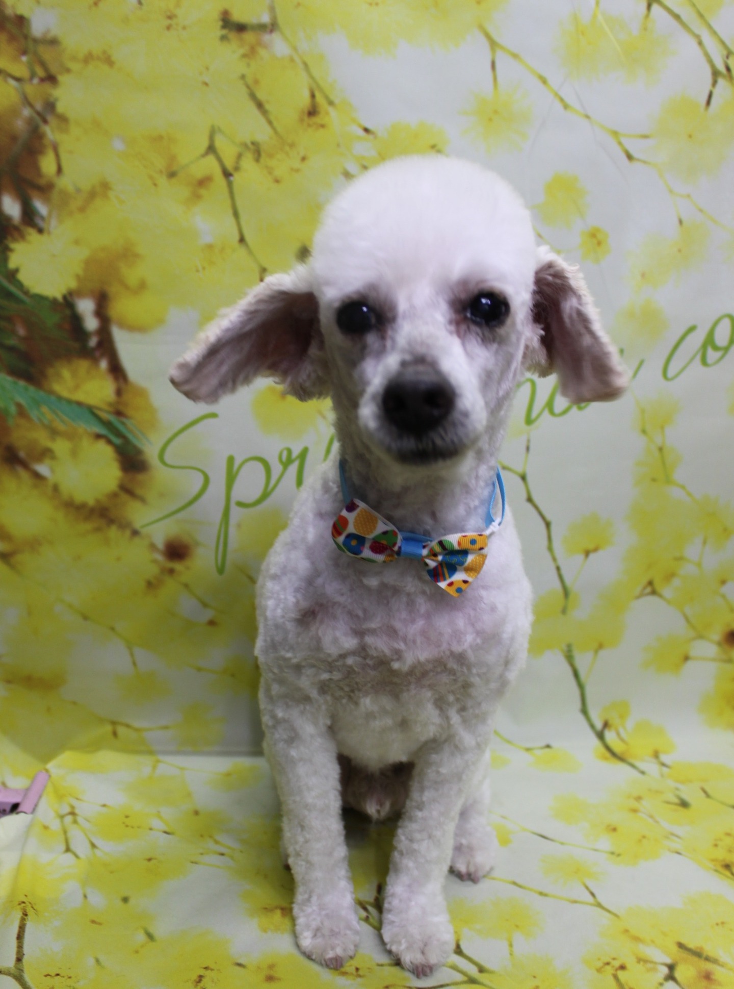 トイプードルのチップくん♪ 春色フラワー背景でカラフルリボンフォト！
こんにちは！ 有限会社A HAPPY DOG LIFEです。本日も可愛いわんちゃんがトリミングに来てくれました♪

■ チップくん、すっきりボディ＆カラフルリボンでおめかし

本日はトイプードルのチップくんがトリミングに来てくれました✨

真っ白な被毛は、ボディ5ミリ・四肢5ミリで全身をすっきりとカット。体のラインを見ながら短めに整え、日常のお手入れがしやすいスタイルに仕上げました。

お顔は全体的に短くカットして、黒くまんまるなおめめとちいさな黒いお鼻がよく見えるように。大きく垂れたお耳は5ミリでフチに沿って形を整え、コンパクトで丸みのあるシルエットにしています。しっぽは被毛を残しつつ、ふんわりとした長丸シルエットにカットしました。

首元には、カラフルなイースター模様の蝶ネクタイをコーディネート。白い被毛とのコントラストが映える、元気で可愛らしいおめかしスタイルになりました♪

■ イエローフラワー背景で春爛漫の記念フォト📸

トリミングのあとは、お楽しみの記念撮影タイム♪

撮影ブースには、明るい黄色をベースに、小さなお花が枝いっぱいに咲いたフラワーモチーフ背景をセレクトしました。全体にふんわりとお花が広がり、春のあたたかさを感じるナチュラルな雰囲気のセットです。

チップくんは背景の前で前足をそろえてちょこんとおすわりし、カメラをじっと見つめてくれました。白い被毛とカラフルなリボン、黄色いお花の背景のコントラストで、春のごあいさつにも使いやすい、とっておきの一枚になりました💕

■ わんちゃんに優しいトリミング＆毎月変わる無料フォト

当サロンでは、わんちゃん一頭一頭にしっかり時間をかけ、負担の少ない丁寧な施術を心がけています。トリマーにも無理のない頭数調整を行い、落ち着いた環境のなかでトリミングを行うことで、わんちゃんがリラックスして過ごせるよう配慮しています。

トリミング後には、毎月変わる背景セットで記念撮影を実施中です。季節に合わせた背景に、首飾りやリボン、蝶ネクタイ、帽子、洋服など、わんちゃんの可愛さを引き立てるアイテムを多数ご用意。被り物・洋服は約300着の中から、その子の雰囲気や毛色に合わせてお選びいただけます。

撮影したお写真のデータは無料でお渡ししていますので、ご家族での記念や季節のごあいさつ用のお写真として、ぜひご活用ください。

■ チップくんの料金目安（トイプードル 5.5kg未満想定）

シャンプーコース：4,980円（税込）
シャンプーカットコース：5,980円（税込）
トリミングコース：45日以内 7,980円（税込）／46～52日 8,420円（税込）／53～59日 8,860円（税込）／60日以上 9,300円（税込）
※犬の体格・毛量・月齢・オプション内容により、所要時間・料金は変わる場合があります ※トリミングコースは前回のトリミングからの日数により料金が変動します。45日以内のご利用がお得です

========================
🐾トリマーブログはこちらから🐾
https://doging.com/category/trimmer/
========================

【有限会社A HAPPY DOG LIFE】
住所：千葉県鎌ケ谷市西道野辺8-18
営業時間：9:00〜17:30
定休日：不定休
駐車場：あり
支払方法：現金／クレジットカード（子犬の販売に限り利用可）
電話：047-412-9630（トリミングのお電話は16:00〜17:30にお願いいたします）
WEB予約フォーム：https://doging.com/trimming-form/
LINE予約：https://line.me/ti/p/_EB9wbOr2_#~

#トイプードル #トリミングサロン #鎌ケ谷トリミング #犬のいる暮らし #ペットフォト