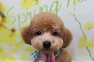 トイプードルの子犬たち♪ 春色フラワー背景で「spring」フォト！
こんにちは！ 有限会社A HAPPY DOG LIFEです。本日は、当店で大切に育てているトイプードルの子犬たちをご紹介します♪

■ 12/11生まれのトイプードル兄妹のご紹介

写真の子犬たちは、12/11生まれのトイプードル兄妹です。

1枚目は、アプリコットカラーのオス（目印：水色ゴム）の子犬。くりくりとした黒いおめめと、ちいさな黒いお鼻が愛らしいまんまるフェイスで、首元には水色の紐の首輪を付けています。

2枚目は、同じくアプリコットカラーのメス（目印：赤ゴム）の子犬。やわらかな毛並みに赤い首輪がよく映え、優しい表情でカメラを見つめてくれました。

どちらの子も、当店で日々の健康チェックと衛生管理を行いながら、ほかの子犬たちとのふれあいを通して、少しずつ社会化トレーニングを進めています。

■ 春色フラワー背景で「spring」「spring has come」記念フォト📸

撮影ブースには、明るい黄色をベースに小さなお花が咲きほころぶフラワーモチーフ背景をセレクトしました。

1枚目の背景にはグリーンの文字で「Spring」、2枚目の背景には「spring has come」の文字が入り、春のあたたかさを感じるセットになっています。

ふんわりぼかしたお花模様と優しい色合いの背景が、アプリコットカラーの被毛にぴったり。小さなトイプードルのあどけない表情と相まって、春のごあいさつにも使いやすい一枚になりました。

今後も成長の様子をお写真とともにご紹介していきますので、どうぞお楽しみに♪

■ A HAPPY DOG LIFEの子犬お渡しについて

当店では、子犬たちが新しいご家庭で安心して過ごせるよう、基本的なしつけや生活リズムづくり、健康面のチェックに配慮しながらお世話をしています。

初めて犬を迎える方にもわかりやすいよう、フード量やお手入れ、トイレトレーニングのポイントなども丁寧にご説明します。子犬の見学や、迎え入れにあたってのご相談も承っておりますので、気になる方はお気軽にお問い合わせください。

■ わんちゃんに優しいトリミング＆毎月変わる無料フォト

当サロンでは、わんちゃん一頭一頭にしっかり時間をかけ、負担の少ない丁寧な施術を心がけています。トリマーにも無理のない頭数調整を行い、落ち着いた環境のなかでトリミングを行うことで、わんちゃんがリラックスして過ごせるよう配慮しています。

トリミング後には、毎月変わる背景セットで記念撮影を実施中です。季節に合わせた背景に、首飾りやリボン、蝶ネクタイ、帽子、洋服など、わんちゃんの可愛さを引き立てるアイテムを多数ご用意。被り物・洋服は約300着の中から、その子の雰囲気や毛色に合わせてお選びいただけます。

撮影したお写真のデータは無料でお渡ししていますので、ご家族での記念や季節のごあいさつ用のお写真として、ぜひご活用ください。

========================
🐾トリマーブログはこちらから🐾
https://doging.com/category/trimmer/
========================

【有限会社A HAPPY DOG LIFE】
住所：千葉県鎌ケ谷市西道野辺8-18
営業時間：9:00〜17:30
定休日：不定休
駐車場：あり
支払方法：現金、クレジットカード（VISA／Master／JCB／American Express／Diners Club）※子犬の販売に限りカード利用可
電話：047-412-9630（トリミングのお電話は16:00～17:30にお願いします）
FAX：047-412-9631
WEB：https://doging.com/

#トイプードル #トリミングサロン #鎌ケ谷トリミング #ペットフォト #AHAPPYDOGLIFE