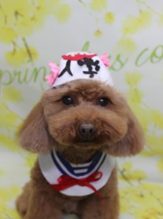 トイプードルのソラくん♪ 春色フラワー背景で入学帽子コラージュフォト！
こんにちは！ 有限会社A HAPPY DOG LIFEです。本日も可愛いわんちゃんがトリミングに来てくれました♪

■ ソラくん、オゾンシャワー＆泥シャンプーでさらふわ仕上げ

本日はトイプードルのソラくんがトリミングに来てくれました✨

コースはシャンプーカットコース。全身は日常のお手入れがしやすいように短めに整え、足先までコロンと丸みのあるシルエットに仕上げました。足回りや目のまわりもすっきり整えて、黒くまんまるなおめめとちいさな黒いお鼻がよく見えるまんまるフェイススタイルです♪

本日はオプションでオゾンシャワーと泥シャンプー＆トリートメントもご利用いただきました。皮膚や被毛をやさしく洗い上げながら、さらふわな手触りとツヤ感のある仕上がりに。トリミングと合わせてスペシャルケアをしたい方におすすめの組み合わせです。

■ 入学帽子＆くまさんスタイなど、春のコスチュームコラージュフォト📸

トリミングのあとは、お楽しみの記念撮影タイム♪ 背景には、明るい黄色をベースに小さなお花が咲きほころぶ春色フラワーモチーフ背景をセレクトしました。

ソラくんは、白い帽子に赤い「入学」の文字とピンクのお花が付いた入学帽子スタイルや、チューリップの飾り付きヘッドアクセにくまさんカメラ、黄色い帽子にお洋服コーデなど、雰囲気の違うおめかしを楽しんでくれました。3カットを並べたコラージュ仕立てで、表情豊かな春の記念フォトになっています💕

当サロンでは、オプションメニューをお選びいただいたわんちゃんには、帽子を被った特別フォトもお撮りしています。季節や背景に合わせた帽子・小物をご用意しておりますので、ぜひ記念にご利用ください。

■ わんちゃんに優しいトリミング＆毎月変わる無料フォト

当サロンでは、わんちゃん一頭一頭にしっかり時間をかけ、負担の少ない丁寧な施術を心がけています。トリマーにも無理のない頭数調整を行い、落ち着いた環境のなかでトリミングを行うことで、わんちゃんがリラックスして過ごせるよう配慮しています。

トリミング後には、毎月変わる背景セットで記念撮影を実施中です。季節に合わせた背景に、首飾りやリボン、蝶ネクタイ、帽子、洋服など、わんちゃんの可愛さを引き立てるアイテムを多数ご用意。被り物・洋服は約300着の中から、その子の雰囲気や毛色に合わせてお選びいただけます。

撮影したお写真のデータは無料でお渡ししていますので、ご家族での記念や季節のごあいさつ用のお写真として、ぜひご活用ください。

■ ソラくんの料金目安（トイプードル 5.5kg未満想定）

シャンプーコース：4,980円（税込）
シャンプーカットコース：5,980円（税込）
トリミングコース：45日以内 7,980円（税込）／46～52日 8,420円（税込）／53～59日 8,860円（税込）／60日以上 9,300円（税込）
※犬の体格・毛量・月齢・オプション内容により、所要時間・料金は変わる場合があります ※トリミングコースは前回のトリミングからの日数により料金が変動します。45日以内のご利用がお得です

========================
🐾トリマーブログはこちらから🐾
https://doging.com/category/trimmer/
========================

【有限会社A HAPPY DOG LIFE】
住所：千葉県鎌ケ谷市西道野辺8-18
営業時間：9:00〜17:30
定休日：不定休
駐車場：あり
支払方法：現金、クレジットカード（VISA／Master／JCB／American Express／Diners Club）※子犬の販売に限りカード利用可
電話：047-412-9630（トリミングの電話は16:00～17:30にお願いします）
Web：https://doging.com/
お問い合わせフォーム：https://doging.com/trimming-form/
LINE予約：https://line.me/ti/p/_EB9wbOr2_#~

#トイプードル #トリミングサロン #鎌ケ谷トリミング #犬のいる暮らし #ペットフォト