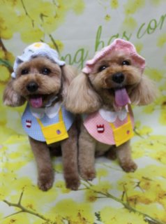 🌸《トイプードルのそらくん＆いちごちゃん》春色フラワー背景フォト📸
＼おそろいポケットエプロンで春のごあいさつショット／

本日はトイプードルのそらくん＆いちごちゃんがご来店♪
やわらかなブラウンの被毛を、日常のお手入れがしやすいよう全身短めにカットして、足先までコロンと丸みのあるシルエットに仕上げました。
お顔は黒くまんまるなおめめと、ちいさな黒いお鼻がよく見える「まんまるフェイス」スタイルです🐶

🎀おそろい春コーデ
・そらくん：水色のお花付きキャップ帽子＋水玉柄の白い襟＆黄色いポケットにいちごモチーフのエプロンスタイル🍓
・いちごちゃん：濃いめピンクのキャップ帽子＋ピンクの水玉柄襟付きエプロン＆おそろいの黄色いポケット＆いちごモチーフ💗

背景は、明るい黄色をベースに小さなお花が咲きほころぶフラワーモチーフ背景をセレクト🌼
水色とピンクの帽子＆エプロン、胸元のいちごポケット、黄色いお花背景のコントラストで、春のごあいさつにもぴったりなツーショットになりました。

🐾わんちゃんに優しいトリミング＆無料フォト
・一頭一頭にしっかり時間をかけた、負担の少ない丁寧な施術
・落ち着いた環境づくりで、わんちゃんがリラックスしやすいサロン
・トリミング後は毎月変わる背景セットで記念撮影✨
・被り物・洋服は約300着から、その子の雰囲気や毛色に合わせてセレクト
・撮影データは無料でお渡ししています

💰料金目安（トイプードル・5.5kg未満想定）
・シャンプーコース：4,980円（税込）
・シャンプーカットコース：5,980円（税込）
・トリミングコース：
　45日以内 7,980円（税込）
　46～52日 8,420円（税込）
　53～59日 8,860円（税込）
　60日以上 9,300円（税込）
※犬の体格・毛量・月齢・オプション内容により、所要時間・料金は変わる場合があります
※トリミングコースは前回トリミングからの日数で料金が変動します（45日以内のご利用がお得です）

春らしい記念フォトと一緒に、トリミングでスッキリ可愛くしませんか？
お問い合わせ・ご予約、お待ちしております🐾

【有限会社A HAPPY DOG LIFE】
住所：千葉県鎌ケ谷市西道野辺8-18
営業時間：9:00〜17:30
定休日：不定休
駐車場：あり
支払方法：現金、クレジットカード（VISA／Master／JCB／American Express／Diners Club）※子犬の販売に限りカード利用可
電話：047-412-9630（トリミングのお電話は16:00～17:30にお願いします）
FAX：047-412-9631
WEB：https://doging.com/

#トイプードル #トリミングサロン #鎌ケ谷トリミング #ペットフォト #AHAPPYDOGLIFE