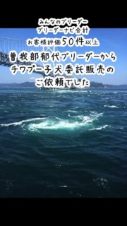 みんなのブリーダー、ブリーダーナビ合計、お客様評価50件以上の曽我部郁代ブリーダーからチワプー子犬の委託販売ご依頼でした

徳島空港から空輸された子犬を羽田空港で受け取り、法律で定められた48時間以上の経過観察を当犬舎で行って。

埼玉県さいたま市の方をお渡しをしました。

近隣引渡しサービス、関東の販売協力事業所として，委託販売のご利用ありがとうございました！

#曽我部郁代ブリーダー
#子犬の近隣引渡しサービス
#関東の販売協力事業所

#イニシャルDの一族
#語彙ウェブデザイナー
