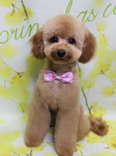 🌸《トイプードルのモコちゃん》春色フラワー背景でパチリ📸
＼ まんまるフェイス＆ピンクボウタイで春のおめかし ／

本日の主役は、トイプードルのモコちゃん✨
やわらかいブラウンの被毛は、全身を短めにカットして日常のお手入れがしやすいすっきりスタイルに✂️
足先までコロンと丸みを出し、ぬいぐるみのようなシルエットに仕上げました。

お顔は黒くまんまるなおめめと小さな黒いお鼻がよく見える《まんまるフェイス》に🐶
お耳の毛は少し長めに残して、優しい表情に。
首元には白いハート柄と小さなお花模様の《ピンクの蝶ネクタイ》をコーディネートして、春らしいキュートなおめかしスタイルになりました💗

トリミング後は「spring」の文字入りフラワーモチーフ背景で記念撮影📷
白地に黄色い小花とグリーンの葉が描かれたナチュラルなセットの前で、ちょこんとおすわりしてカメラ目線…
ブラウンの被毛×ピンクのボウタイ×黄色いお花背景のコントラストで、春のごあいさつにもぴったりな一枚になりました🌼

当サロンでは…
・わんちゃん一頭一頭にしっかり時間をかけた、負担の少ない丁寧なトリミング
・毎月変わる背景セットでの無料記念撮影
・首飾り・リボン・蝶ネクタイ・帽子・洋服など、約300着のアイテムをご用意👗
撮影したお写真のデータは《無料》でお渡ししています。ご家族の記念や季節のごあいさつ用にぜひご利用ください。

【料金目安（トイプードル 5.5kg未満想定・税込）】
・シャンプーコース：4,980円
・シャンプーカットコース：5,980円
・トリミングコース：
　45日以内 7,980円／46～52日 8,420円／53～59日 8,860円／60日以上 9,300円
※犬の体格・毛量・月齢・オプション内容により、所要時間・料金は変わる場合があります
※トリミングコースは前回のトリミングからの日数により料金が変動します（45日以内のご利用がお得です）

春のイメチェン＆記念フォトをご希望の方は、お気軽にお問い合わせください🌷

【有限会社A HAPPY DOG LIFE】
住所：千葉県鎌ケ谷市西道野辺8-18
営業時間：9:00〜17:30
定休日：不定休
駐車場：あり
支払方法：現金、クレジットカード（子犬の販売に限りカード利用可）
電話：047-412-9630
※日中のトリミング中は作業の中断になるため、お電話は16:00〜17:30にお願いいたします。

#トイプードル #トリミングサロン #鎌ケ谷 #犬のいる暮らし #ペットフォト