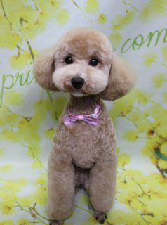 トイプードルのココちゃん♪ 春色フラワー背景でチェックリボンフォト！
こんにちは！ 有限会社A HAPPY DOG LIFEです。本日も可愛いわんちゃんがトリミングに来てくれました♪

■ ココちゃん、5ミリボディ＆筒状レッグのすっきりスタイル

本日はトイプードルのココちゃんがトリミングに来てくれました✨

ボディは5ミリカットで全体を短めに整え、日常のお手入れがしやすいすっきりスタイルに。四肢は足バリをしてから毛を残し、ストンとした筒状シルエットに仕上げています。足先は清潔を保ちやすく、見た目もスマートなスタイルです。

お顔はトイプードルらしいベアカットで、黒くまんまるなおめめとちいさな黒いお鼻がよく見えるようにカット。お耳はフチで丸く整え、顔まわりとのバランスを見ながら、ぬいぐるみのような柔らかい表情になるよう仕上げました。首元にはピンクと白のチェック柄リボンをコーディネートし、春らしいキュートなおめかしスタイルになりました。

■ 「spring」フラワーモチーフ背景で春爛漫の記念フォト📸

トリミングのあとは、お楽しみの記念撮影タイム♪

撮影ブースには、淡い黄色をベースに、細い枝に小さな黄色いお花が咲きほころぶフラワーモチーフ背景をセレクトしました。背景にはグリーンの文字で「spring」「com」と入り、春の訪れを感じさせる、明るくナチュラルな雰囲気のセットです。

ココちゃんは背景の前で前足をそろえてちょこんとおすわりし、カメラをまっすぐ見つめてくれました。明るいブラウンの被毛とピンクチェックのリボン、黄色いお花の背景のコントラストで、春のごあいさつにも使いやすい、とっておきの一枚になりました💕

■ わんちゃんに優しいトリミング＆毎月変わる無料フォト

当サロンでは、わんちゃん一頭一頭にしっかり時間をかけ、負担の少ない丁寧な施術を心がけています。トリマーにも無理のない頭数調整を行い、落ち着いた環境のなかでトリミングを行うことで、わんちゃんがリラックスして過ごせるよう配慮しています。

トリミング後には、毎月変わる背景セットで記念撮影を実施中です。季節に合わせた背景に、首飾りやリボン、蝶ネクタイ、帽子、洋服など、わんちゃんの可愛さを引き立てるアイテムを多数ご用意。被り物・洋服は約300着の中から、その子の雰囲気や毛色に合わせてお選びいただけます。

撮影したお写真のデータは無料でお渡ししていますので、ご家族での記念や季節のごあいさつ用のお写真として、ぜひご活用ください。

■ ココちゃんの料金目安（トイプードル 5.5kg未満想定）

シャンプーコース：4,980円（税込）
シャンプーカットコース：5,980円（税込）
トリミングコース：45日以内 7,980円（税込）／46～52日 8,420円（税込）／53～59日 8,860円（税込）／60日以上 9,300円（税込）
※犬の体格・毛量・月齢・オプション内容により、所要時間・料金は変わる場合があります ※トリミングコースは前回のトリミングからの日数により料金が変動します。45日以内のご利用がお得です

========================
🐾トリマーブログはこちらから🐾
https://doging.com/category/trimmer/
========================

【有限会社A HAPPY DOG LIFE】
住所：千葉県鎌ケ谷市西道野辺8-18
営業時間：9:00〜17:30
定休日：不定休
駐車場：あり
支払方法：現金、クレジットカード（子犬の販売に限りカード利用可）
電話：047-412-9630
※トリミングの電話は、作業中断による事故防止のため16:00～17:30にお願いいたします。

#トイプードル #トリミングサロン #鎌ケ谷トリミング #犬のいる暮らし #ペットフォト
