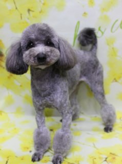 トイプードルのトルテ♪
 春色フラワー背景でマイアミスタイルフォト！
こんにちは！ 有限会社A HAPPY DOG LIFEです。

ボディはバリカン2ミリで短くスッキリと整え、足先には足バリを入れたマイアミスタイルに仕上げました。足元のポンポンがアクセントになり、日常のお手入れがしやすく、汚れも付きにくい実用的なカットです。

お顔まわりは、黒くまんまるなおめめと、ちいさな黒いお鼻がよく見えるベアカットスタイル♪ お耳は丸く整えて、ふんわり感を残しつつコンパクトに。シルバーの被毛の質感が生きる、スタイリッシュで可愛らしいシルエットになりました。

■ イエローフラワー背景で春爛漫の記念フォト📸

トリミングのあとは、お楽しみの記念撮影タイム♪

撮影ブースには、明るい黄色をベースに、小さなお花が枝いっぱいに描かれたフラワーモチーフ背景をセレクトしました。ぱっと目を引くイエローカラーが、春らしいあたたかさを感じさせるセットです。

トルテは背景の前にちょこんと立ち、少し首をかしげるようなポーズでカメラを見つめてくれました。シルバーの被毛とふんわり丸いお顔、黄色いお花の背景のコントラストで、春のごあいさつにも使いやすい、とっておきの一枚になりました💕

■ わんちゃんに優しいトリミング＆毎月変わる無料フォト

当サロンでは、わんちゃん一頭一頭にしっかり時間をかけ、負担の少ない丁寧な施術を心がけています。トリマーにも無理のない頭数調整を行い、落ち着いた環境のなかでトリミングを行うことで、わんちゃんがリラックスして過ごせるよう配慮しています。

トリミング後には、毎月変わる背景セットで記念撮影を実施中です。季節に合わせた背景に、首飾りやリボン、蝶ネクタイ、帽子、洋服など、わんちゃんの可愛さを引き立てるアイテムを多数ご用意。被り物・洋服は約300着の中から、その子の雰囲気や毛色に合わせてお選びいただけます。

撮影したお写真のデータは無料でお渡ししていますので、ご家族での記念や季節のごあいさつ用のお写真として、ぜひご活用ください。

■ トルテの料金目安（トイプードル 5.5kg未満想定）

シャンプーコース：4,980円（税込）
シャンプーカットコース：5,980円（税込）
トリミングコース：45日以内 7,980円（税込）／46～52日 8,420円（税込）／53～59日 8,860円（税込）／60日以上 9,300円（税込）
※犬の体格・毛量・月齢・オプション内容により、所要時間・料金は変わる場合があります ※トリミングコースは前回のトリミングからの日数により料金が変動します。45日以内のご利用がお得です

========================
🐾トリマーブログはこちらから🐾
https://doging.com/category/trimmer/
========================

【有限会社A HAPPY DOG LIFE】
住所：千葉県鎌ケ谷市西道野辺8-18
営業時間：9:00〜17:30
定休日：不定休
駐車場：あり
支払方法：現金、クレジットカード（子犬の販売に限りカード利用可）
電話：047-412-9630
※トリミングの電話は、作業中断による事故防止のため16:00～17:30にお願いいたします。

#トイプードル #トリミングサロン #鎌ケ谷トリミング #犬のいる暮らし #ペットフォト