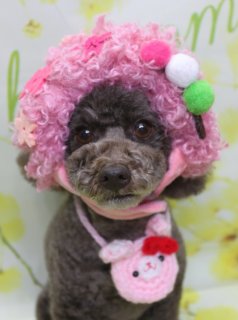 トイプードルのリコちゃん♪ 春色フラワー背景で3パターンおめかしフォト！
こんにちは！ 有限会社A HAPPY DOG LIFEです。本日も可愛いわんちゃんがトリミングに来てくれました♪

■ リコちゃん、3ミリボディ＆スッキリベアカットでトリミング

本日はトイプードルのリコちゃんがトリミングに来てくれました✨

ボディは体3ミリカットで、四肢は筒状に整えた日常のお手入れがしやすいすっきりスタイルです。メリハリのあるシルエットで、汚れも付きにくくお家でのお手入れも楽になります。

お顔は目まわりを中心にスッキリと整えたベアカットスタイル♪ 耳は短く丸く、尻尾も元3ミリで先端を丸く仕上げ、全身がコロンとした印象になるようバランスを整えました。

本日はオプションでハーブ歯磨きと自然流シャンプー＆コンディショナーもご利用いただき、皮膚・被毛に配慮しながら、口元までしっかりケアさせていただきました。

■ ふわふわ帽子＆お花＆つば広ハット♪ 3パターンおめかしコーデ

トリミングのあとは、お楽しみの記念撮影タイム♪ 今回は雰囲気の違う3パターンのおめかしスタイルで撮影しました。

1枚目は、ピンク色のふわふわ毛糸でできた大きなウィッグ風帽子に、三色団子が付いたキュートなスタイル。ピンクのうさぎさんポシェットを斜め掛けして、愛らしいコーデになりました。

2枚目は、ピンクのリボンで縁取られたお花のヘッドドレスに、首元にもピンクと白のお花飾りを合わせたフラワーコーデ。ふわっとしたお耳とあわせて、やさしい雰囲気たっぷりのショットになりました。

3枚目は、ピンクの帽子に白いお花がついていて、幼稚園バッグと名札が詩集されているスタイで、入学式コーデになりました！。

背景には、淡い黄緑色に黄色いお花が広がる春色フラワーモチーフ背景をセレクト。明るくナチュラルなカラーで、どのおめかしスタイルとも相性ぴったりです📸

■ わんちゃんに優しいトリミング＆毎月変わる無料フォト

当サロンでは、わんちゃん一頭一頭にしっかり時間をかけ、負担の少ない丁寧な施術を心がけています。トリマーにも無理のない頭数調整を行い、落ち着いた環境のなかでトリミングを行うことで、わんちゃんがリラックスして過ごせるよう配慮しています。

トリミング後には、毎月変わる背景セットで記念撮影を実施中です。季節に合わせた背景に、首飾りやリボン、蝶ネクタイ、帽子、洋服など、わんちゃんの可愛さを引き立てるアイテムを多数ご用意。被り物・洋服は約300着の中から、その子の雰囲気や毛色に合わせてお選びいただけます。

また、オプションメニューをお選びいただいたわんちゃんには、帽子を被った特別フォトもお撮りしています。季節や背景に合わせた帽子をご用意しておりますので、ぜひ記念にご利用ください。

撮影したお写真のデータは無料でお渡ししていますので、ご家族での記念や季節のごあいさつ用のお写真として、ぜひご活用ください。

■ リコちゃんの料金目安（トイプードル 5.5kg未満想定）

シャンプーコース：4,980円（税込）
シャンプーカットコース：5,980円（税込）
トリミングコース：45日以内 7,980円（税込）／46～52日 8,420円（税込）／53～59日 8,860円（税込）／60日以上 9,300円（税込）
※犬の体格・毛量・月齢・オプション内容により、所要時間・料金は変わる場合があります ※トリミングコースは前回のトリミングからの日数により料金が変動します。45日以内のご利用がお得です

========================
🐾トリマーブログはこちらから🐾
https://doging.com/category/trimmer/
========================

【有限会社A HAPPY DOG LIFE】
住所：千葉県鎌ケ谷市西道野辺8-18
営業時間：9:00〜17:30
定休日：不定休
駐車場：あり
支払方法：現金、クレジットカード（VISA／Master／JCB／American Express／Diners Club）※子犬の販売に限りカード利用可
電話：047-412-9630（トリミングの電話は16:00～17:30にお願いします）
Web：https://doging.com/
お問い合わせフォーム：https://doging.com/trimming-form/
LINE予約：https://line.me/ti/p/_EB9wbOr2_#~

#トイプードル #トリミングサロン #鎌ケ谷トリミング #犬のいる暮らし #ペットフォト