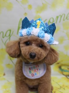 トイプードルのスイちゃん♪ 春色フラワー背景で1歳バースデーコスチュームフォト！
こんにちは！ 有限会社A HAPPY DOG LIFEです。本日も可愛いわんちゃんがトリミングに来てくれました♪

■ スイちゃん、ふんわりベアカット＆ヘッドフォン耳でキュートにおめかし

本日はトイプードルのスイちゃんがトリミングに来てくれました✨ 1歳のお誕生日おめでとうございます🎉

トリミング後のボディは体13ミリで、四肢は足バリを入れてすっきりとした筒状シルエットに整えました。日常のお手入れがしやすく、足先も清潔を保ちやすいスタイルです。

お顔まわりは、黒くまんまるなおめめとちいさな黒いお鼻がよく見えるベアカットスタイル。お耳はボリュームを残したヘッドフォン風シルエットで、ふんわりとした可愛らしさをプラスしました。まつ毛は少し整えて、やさしい表情がより引き立つように仕上げています。

■ ハーブ歯磨き＆バイオガンスシャンプーでスペシャルケア

スイちゃんは本日、オプションでハーブ歯磨きとバイオガンスシャンプーをご利用いただきました。

ハーブ歯磨きは、トリミングと一緒にお口のケアをしたい方に人気のオプションです。わんちゃんの様子を見ながら、できる範囲でやさしくケアしていきます。バイオガンスシャンプーは、被毛をふんわりと洗い上げてくれるシャンプーで、仕上がりの手触りも◎ 気になる方はトリミングご予約時にお気軽にご相談ください。

■ 1歳バースデー記念！ 4パターンのコスチュームフォト📸

トリミング＆オプションケアのあとは、お楽しみの記念撮影タイム♪

撮影ブースには、明るい黄色をベースに小さなお花が一面に広がる春色フラワーモチーフ背景をセレクトしました。ぽかぽか陽気のようなあたたかな雰囲気の中で、4パターンのおめかしフォトを撮影しました。

1枚目は、青い王冠に白いお花と「1」の数字が付いたバースデークラウンと、「IT'S MY BIRTH DAY」と書かれたスタイで、1歳のお誕生日をお祝いする特別ショット。

2枚目は、明るい黄色い帽子と幼稚園バッグを置いて入園式コーデ。ポップで元気な雰囲気に！

3枚目は、三色団子帽子に、お花とポンポンでできたネックレス風首飾りで、春のおでかけコーデのような華やかな装いになりました。

4枚目は、うさぎの被り物にうさぎとくまのイラスト入りピンクのフリルスタイで、イースターにもぴったりなキュートスタイル。

当サロンでは、オプションメニューをお選びいただいたわんちゃんには帽子を被った特別フォトをお撮りしています。また、お誕生月の子には、バースデー帽子を使った記念写真をご用意しています。スイちゃん、とびきり可愛い1歳記念フォトをありがとうございました✨

※お写真はわんちゃんの様子を見ながら、無理のない範囲で撮影しています

■ スイちゃんの料金目安（トイプードル 5.5kg未満想定）

シャンプーコース：4,980円（税込）
シャンプーカットコース：5,980円（税込）
トリミングコース：45日以内 7,980円（税込）／46～52日 8,420円（税込）／53～59日 8,860円（税込）／60日以上 9,300円（税込）
※犬の体格・毛量・月齢・オプション内容により、所要時間・料金は変わる場合があります ※トリミングコースは前回のトリミングからの日数により料金が変動します。45日以内のご利用がお得です

========================
🐾トリマーブログはこちらから🐾
https://doging.com/category/trimmer/
========================

【有限会社A HAPPY DOG LIFE】
住所：千葉県鎌ケ谷市西道野辺8-18
営業時間：9:00〜17:30
定休日：不定休
駐車場：あり
支払方法：現金、クレジットカード（VISA／Master／JCB／American Express／Diners Club）※子犬の販売に限りカード利用可
電話：047-412-9630（トリミングの電話は16:00～17:30にお願いします）
Web：https://doging.com/
お問い合わせフォーム：https://doging.com/trimming-form/
LINE予約：https://line.me/ti/p/_EB9wbOr2_#~

#トイプードル #トリミングサロン #鎌ケ谷トリミング #犬のいる暮らし #ペットフォト