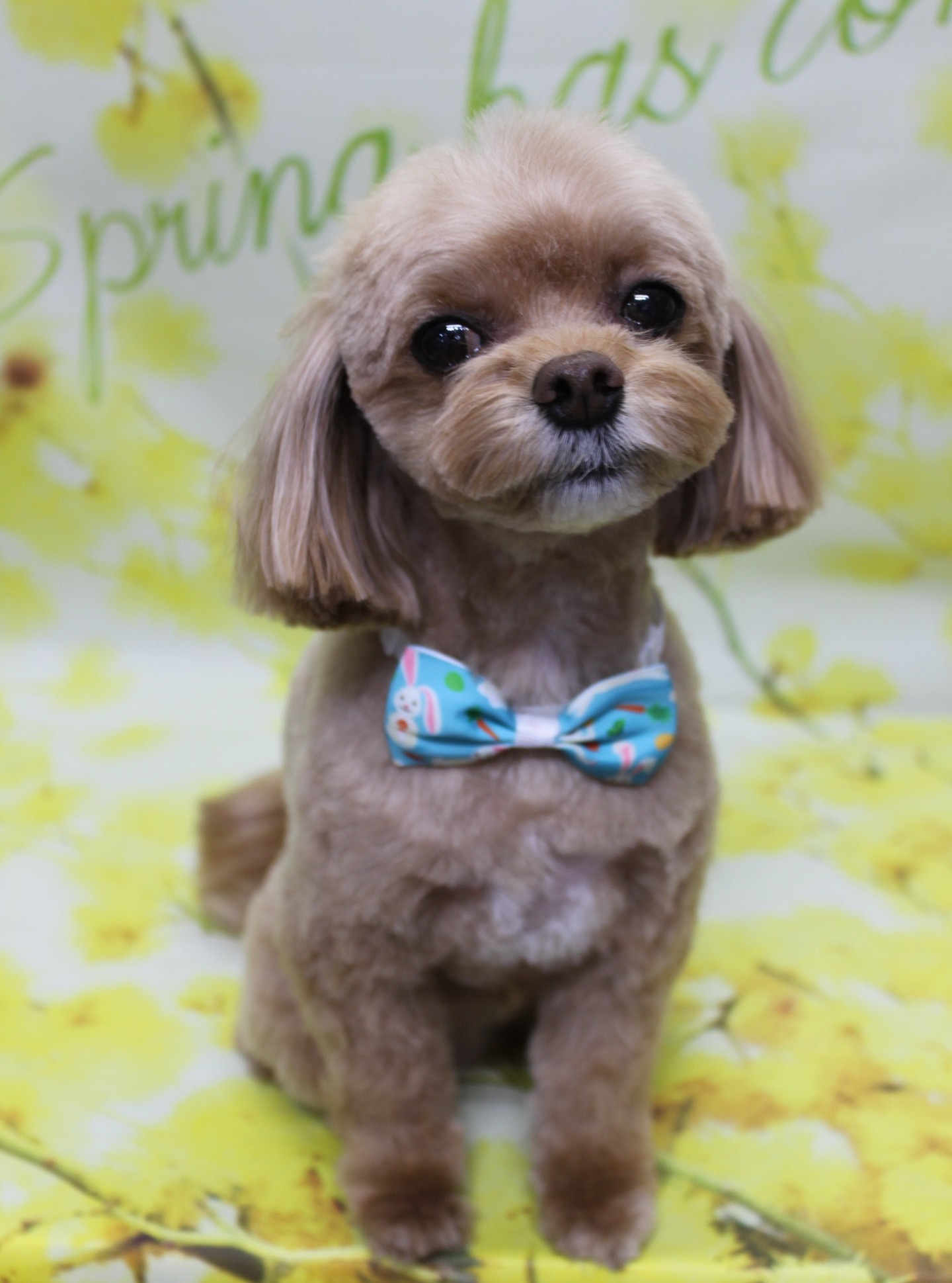 ミックス犬のあむくん♪ 春色フラワー背景でうさぎボウタイフォト！
こんにちは！ 有限会社A HAPPY DOG LIFEです。本日も可愛いわんちゃんがトリミングに来てくれました♪

■ あむくん、すっきりボディ＆ベアフェイスでおめかし

本日はミックス犬のあむくんがトリミングに来てくれました✨

ボディは6ミリカットで、日常のお手入れがしやすいすっきりスタイルに。四肢は毛流れを整えながら筒状シルエットになるようカットし、足先は短めに整えて、歩きやすく清潔を保ちやすいデザインに仕上げました。

お顔まわりは、黒くまんまるなおめめと、ちいさな黒いお鼻がよく見えるすっきりベアカットスタイルです♪ お耳はフチに沿って丸くカットし、ころんとした可愛らしい印象に。しっぽは全体のバランスを見ながらそろえ、ふんわり感を残したナチュラルなシルエットに整えています。

首元には、青地に白いうさぎモチーフが入った蝶ネクタイをコーディネート。ブラウンの被毛によく映える、春らしくキュートなおめかしスタイルになりました。

■ イエローフラワー背景で春爛漫の記念フォト📸

トリミングのあとは、お楽しみの記念撮影タイム♪

撮影ブースには、明るい黄色をベースに、グリーンの葉や小さなお花がふんわり描かれたフラワーモチーフ背景をセレクトしました。柔らかなボケ感のあるデザインで、春の日差しを感じるあたたかな雰囲気のセットです。

あむくんは背景の前でちょこんとおすわりし、カメラをまっすぐ見つめてくれました。ブラウンの被毛と青い蝶ネクタイ、イエローフラワー背景とのコントラストで、春のごあいさつにも使いやすい、とっておきの一枚になりました💕

■ わんちゃんに優しいトリミング＆毎月変わる無料フォト

当サロンでは、わんちゃん一頭一頭にしっかり時間をかけ、負担の少ない丁寧な施術を心がけています。トリマーにも無理のない頭数調整を行い、落ち着いた環境のなかでトリミングを行うことで、わんちゃんがリラックスして過ごせるよう配慮しています。

トリミング後には、毎月変わる背景セットで記念撮影を実施中です。季節に合わせた背景に、首飾りやリボン、蝶ネクタイ、帽子、洋服など、わんちゃんの可愛さを引き立てるアイテムを多数ご用意。被り物・洋服は約300着の中から、その子の雰囲気や毛色に合わせてお選びいただけます。

撮影したお写真のデータは無料でお渡ししていますので、ご家族での記念や季節のごあいさつ用のお写真として、ぜひご活用ください。

■ あむくんの料金目安（プードル系MIX 5.5kg未満想定）

シャンプーコース：4,980円（税込）
シャンプーカットコース：5,980円（税込）
トリミングコース：45日以内 7,980円（税込）／46～52日 8,420円（税込）／53～59日 8,860円（税込）／60日以上 9,300円（税込）
※犬の体格・毛量・月齢・オプション内容により、所要時間・料金は変わる場合があります ※トリミングコースは前回のトリミングからの日数により料金が変動します。45日以内のご利用がお得です

========================
🐾トリマーブログはこちらから🐾
https://doging.com/category/trimmer/
========================

【有限会社A HAPPY DOG LIFE】
住所：千葉県鎌ケ谷市西道野辺8-18
営業時間：9:00〜17:30
定休日：不定休
駐車場：あり
支払方法：現金、クレジットカード（VISA／Master／JCB／American Express／Diners Club）※子犬の販売に限りカード利用可
電話：047-412-9630（トリミングの電話は16:00～17:30にお願いします）
Web：https://doging.com/
お問い合わせフォーム：https://doging.com/trimming-form/
LINE予約：https://line.me/ti/p/_EB9wbOr2_#~

#チワプー #トリミングサロン #鎌ケ谷トリミング #犬のいる暮らし #ペットフォト
