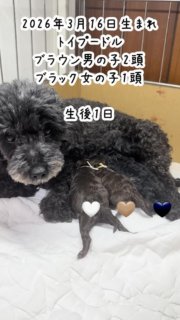 2026年3月16日生まれ、トイプードルブラウン男の子2頭ブラック女の子1頭、生後1日から生後1週間の成長記録です。母子共に順調です。

#トイプードルブリーダー
#トイプードルブラック
#トイプードルブラウン

#イニシャルDの一族
#語彙ウェブデザイナー