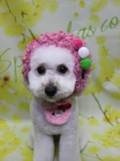 トイプードルのライちゃん♪ 春色フラワー背景で新入学くまさん＆ひよこコーデフォト！
こんにちは！ 有限会社A HAPPY DOG LIFEです。本日も可愛いわんちゃんがトリミングに来てくれました♪

■ ライちゃん、ベアカット＆ファーメイクスムースでふわさら仕上げ

本日はトイプードルのライちゃんがご来店しました✨

トリミング前に、オプションで歯磨きとファーメイクスムースシャンプー＆トリートメントをご利用いただき、被毛はふわっとしながらも、指通りのよいさらさら質感に仕上げました。

カットスタイルは、体は8ミリで整え、四肢は細めのブーツカットに。足先にかけて自然な丸みが出るようにカットしているので、すっきりしつつも可愛らしいシルエットです。お顔は定番人気のベアカットで、お耳はアゴラインに合わせて丸く整え、ぬいぐるみのような優しい表情になりました。

■ くまさんエプロン＆ランドセル×ひよこチャーム♪ 春の記念フォト📸

トリミングのあとは、お楽しみの記念撮影タイム♪ 今回は春のシーズンに合わせたコスチュームフォトをお撮りしました。

1カット目は、ピンク色のまんまる帽子に、猫さん風のお顔が付いたピンクのエプロンスタイル。淡い黄色のお花が広がるフラワーモチーフ背景と組み合わせて、春らしいほっこりショットになりました。

2カット目では、ピンクの帽子と小さなピンクのランドセルを合わせた、新入学シーズンにぴったりのコーデにチェンジ。帽子のバッジとランドセルの黄色いボタンがアクセントになり、「spring」の文字が入った明るい背景と一緒に、とっておきの記念写真が完成しました。

3カット目では、黄色いニット帽にうさぎ耳が付いた帽子と、小さなひよこモチーフチャームの組み合わせにお着替え。首元で揺れるひよこチャームと、柔らかなイエローフラワー背景のコントラストで、思わず笑顔になる一枚になりました💕

4カット目は、首元にパープルのリボンとカラフルな飾りが付いたチョーカーでシンプルに。丸く整えたベアフェイスが引き立つスタイルで、春のごあいさつにも使いやすいワンショットです。

※当サロンでは、オプションメニューをお選びいただいたわんちゃんに、帽子を被った特別フォトをお撮りしています。季節に合わせた帽子や小物をご用意しておりますので、ぜひ記念にご利用ください。

■ わんちゃんに優しいトリミング＆毎月変わる無料フォト

当サロンでは、わんちゃん一頭一頭にしっかり時間をかけ、負担の少ない丁寧な施術を心がけています。トリマーにも無理のない頭数調整を行い、落ち着いた環境のなかでトリミングを行うことで、わんちゃんがリラックスして過ごせるよう配慮しています。

トリミング後には、毎月変わる背景セットで記念撮影を実施中です。季節に合わせた背景に、首飾りやリボン、蝶ネクタイ、帽子、洋服など、わんちゃんの可愛さを引き立てるアイテムを多数ご用意。被り物・洋服は約300着の中から、その子の雰囲気や毛色に合わせてお選びいただけます。

撮影したお写真のデータは無料でお渡ししていますので、ご家族での記念や季節のごあいさつ用のお写真として、ぜひご活用ください。

■ ライちゃんの料金目安（トイプードル 5.5kg未満想定）

シャンプーコース：4,980円（税込）
シャンプーカットコース：5,980円（税込）
トリミングコース：45日以内 7,980円（税込）／46～52日 8,420円（税込）／53～59日 8,860円（税込）／60日以上 9,300円（税込）
※犬の体格・毛量・月齢・オプション内容により、所要時間・料金は変わる場合があります ※トリミングコースは前回のトリミングからの日数により料金が変動します。45日以内のご利用がお得です

========================
🐾トリマーブログはこちらから🐾
https://doging.com/category/trimmer/
========================

【有限会社A HAPPY DOG LIFE】
住所：千葉県鎌ケ谷市西道野辺8-18
営業時間：9:00〜17:30
定休日：不定休
駐車場：あり
支払方法：現金、クレジットカード（VISA・Master・JCB・American Express・Diners Club）※子犬販売のみカード利用可
電話：047-412-9630（トリミングに関するお電話は16:00〜17:30にお願いいたします）

#トイプードル #トリミングサロン #鎌ケ谷トリミング #犬のいる暮らし #A_HAPPY_DOG_LIFE