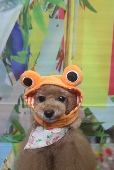 千葉県船橋市のトイプードルのトリミング画像