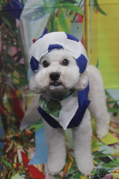 千葉県松戸市のミックス犬のトリミング画像