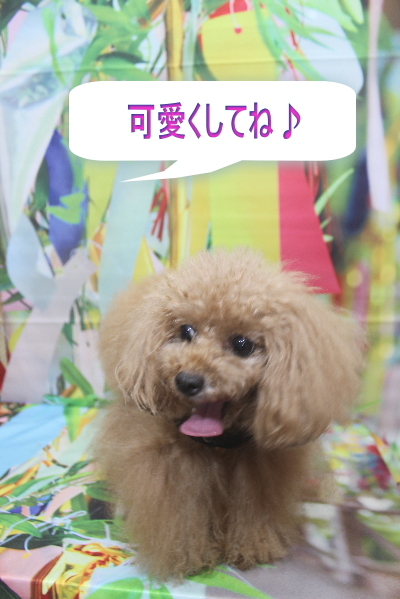 千葉県船橋市のトイプードルのトリミング前画像