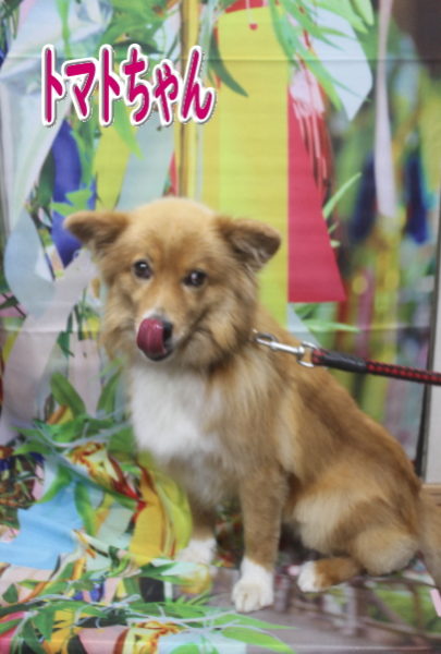 千葉県鎌ケ谷市のミックス犬のトリミング画像