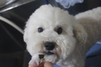 千葉県松戸市のミックス犬の歯磨き画像