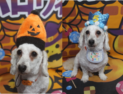千葉県船橋市のミックス犬のトリミング画像