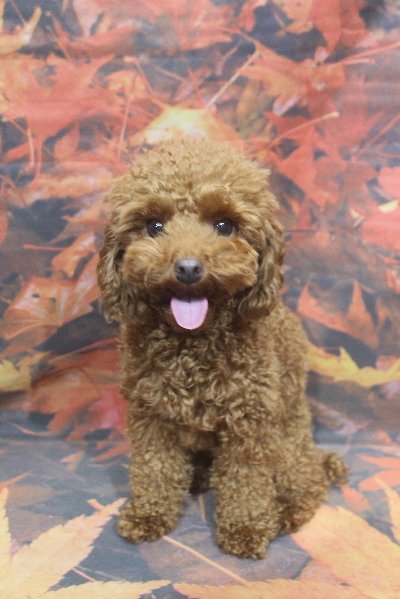 千葉県船橋市のトイプードルのトリミング前画像