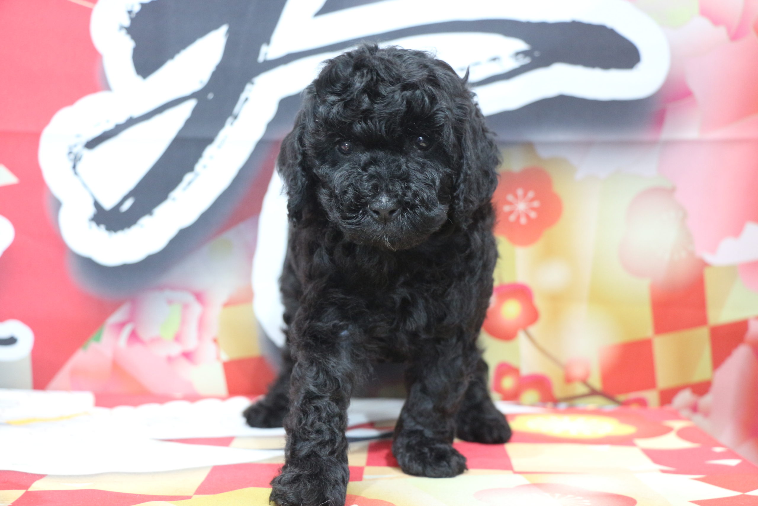 トイプードルブラック(黒色)の子犬オス、生後7週間画像