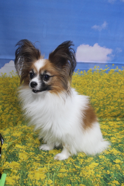 千葉県船橋市のトイプードルのトリミング前画像