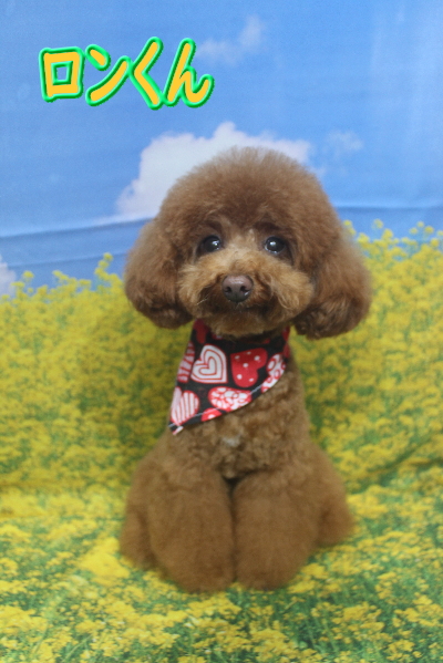 千葉県鎌ヶ谷市のトイプードルのトリミング前像