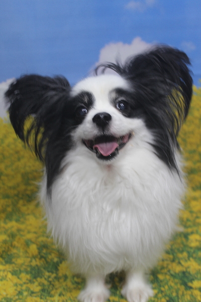 千葉県船橋市のトイプードルのトリミング前画像