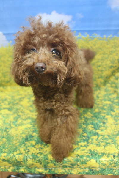 千葉県鎌ヶ谷市のトイプードルのトリミング前画像