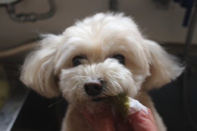 千葉県鎌ケ谷市のミックス犬のハーブ歯磨き画像