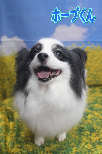 千葉県船橋市のトイプードルのトリミング画像