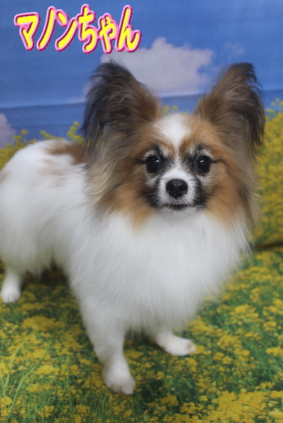 千葉県船橋市のトイプードルのトリミング画像